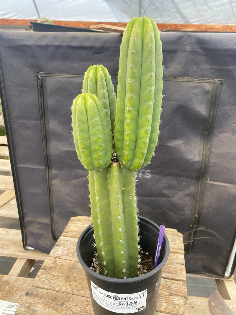 #EC236 EXACT Trichocereus Pachanoi "46" Cactus 17”