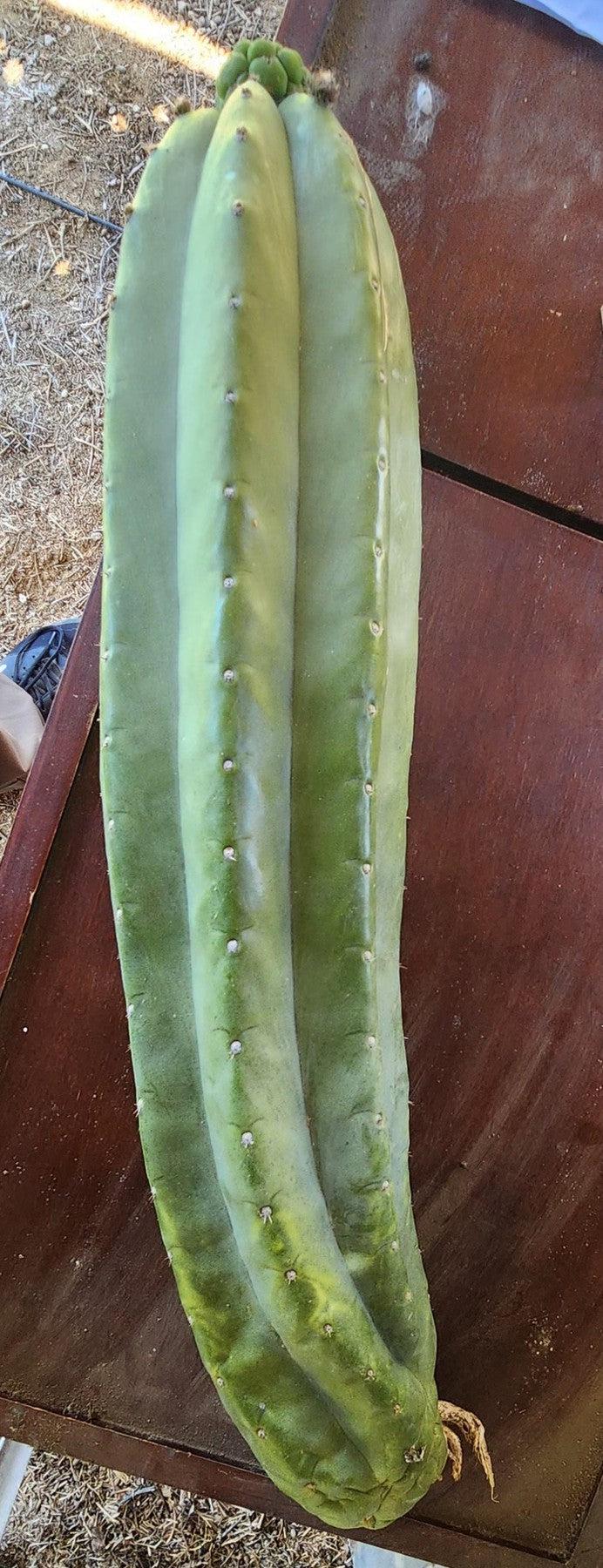 #EC236 EXACT Trichocereus Pachanoi "Lost Label" Cactus 20”-Cactus - Large - Exact-The Succulent Source