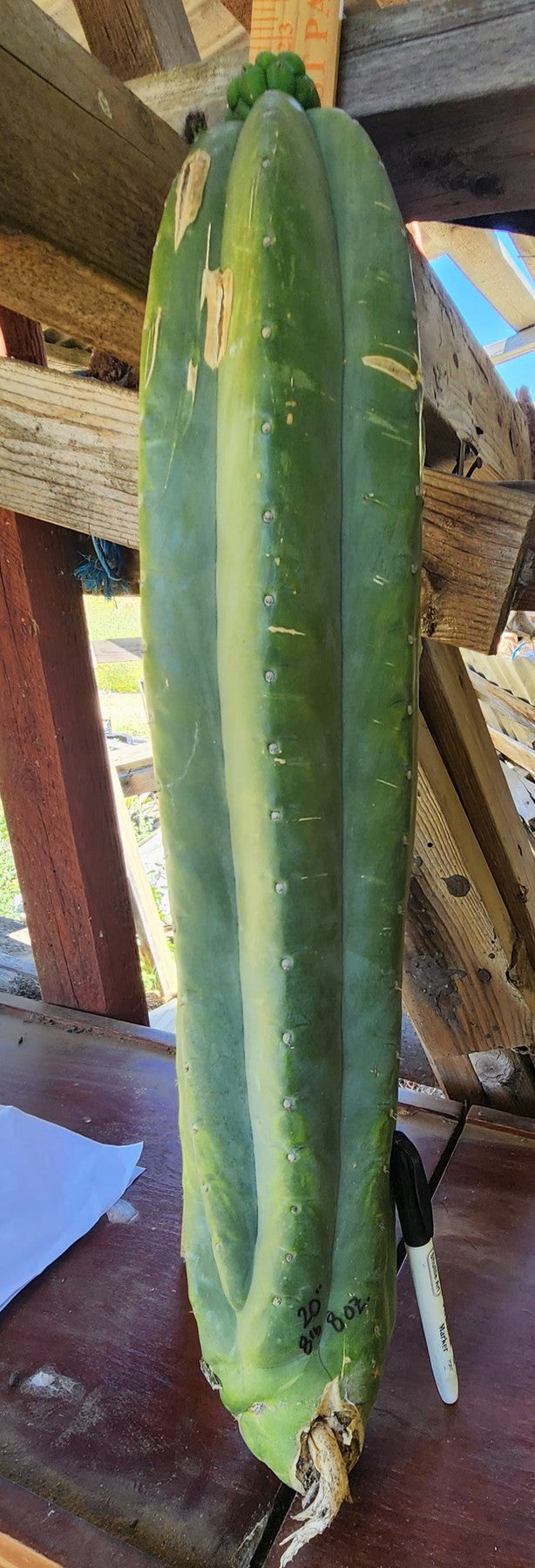 #EC236 EXACT Trichocereus Pachanoi "Lost Label" Cactus 20”-Cactus - Large - Exact-The Succulent Source