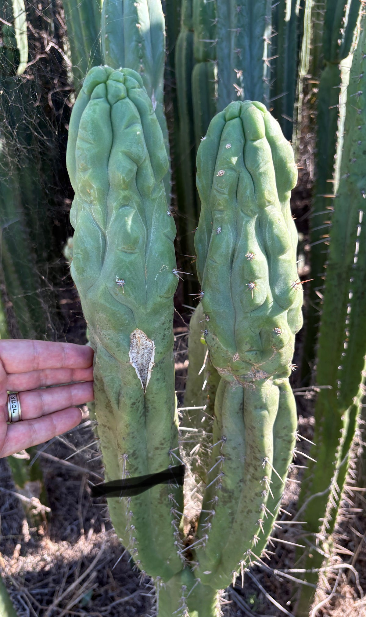 #EC236 Trichocereus YOU GET TO NAME Cactus 12” cutting-Cactus - Large - Exact-The Succulent Source