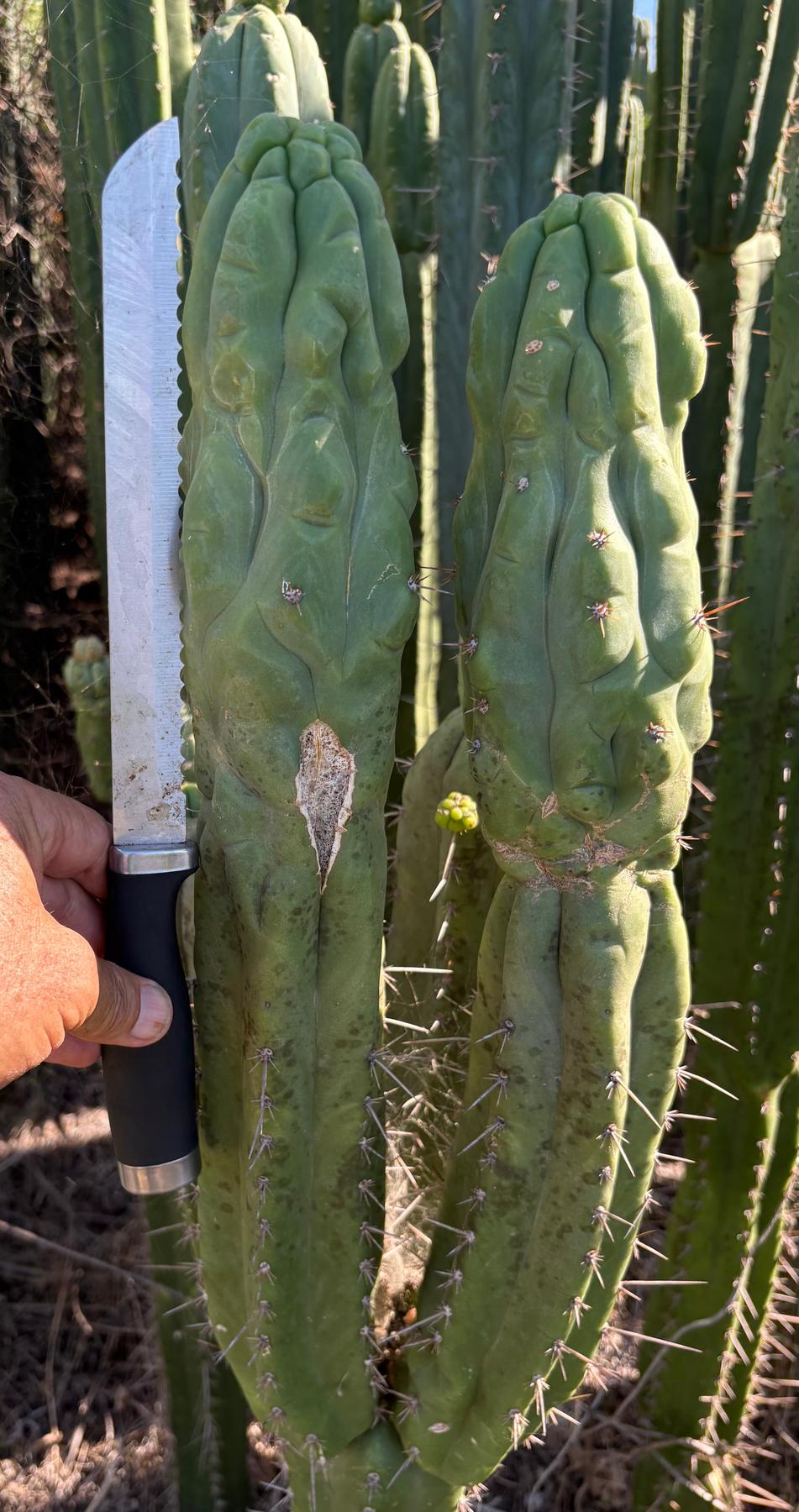 #EC236 Trichocereus YOU GET TO NAME Cactus 12” cutting-Cactus - Large - Exact-The Succulent Source