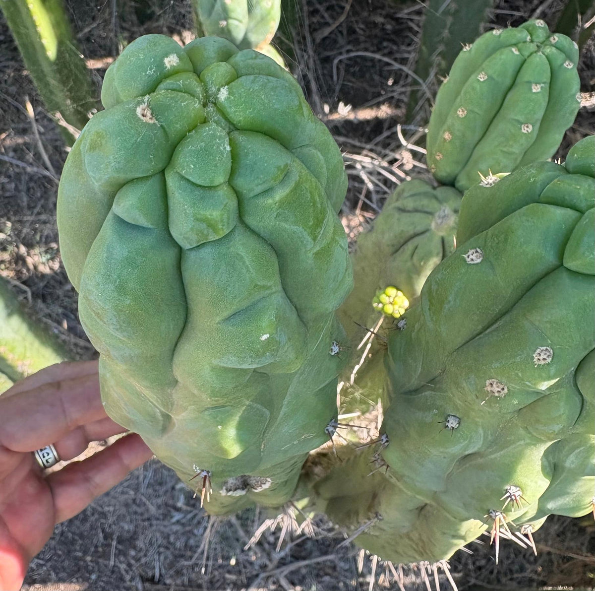 #EC236 Trichocereus YOU GET TO NAME Cactus 12” cutting-Cactus - Large - Exact-The Succulent Source