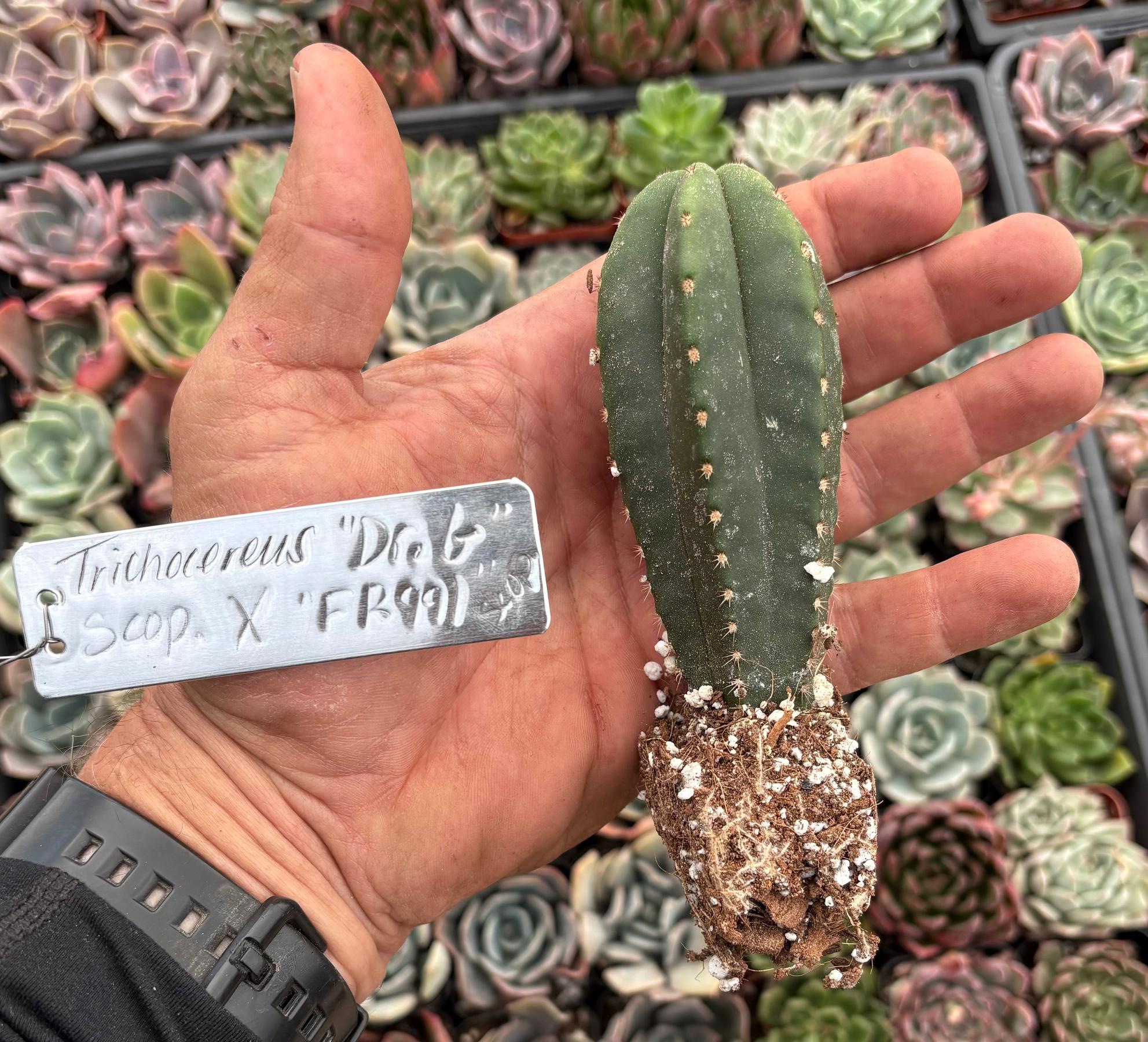 #EC237 EXACT Trichocereus Hybrid Dr. G Scop X FR991 Scop Cactus Seedling 3”-Cactus - Large - Exact-The Succulent Source