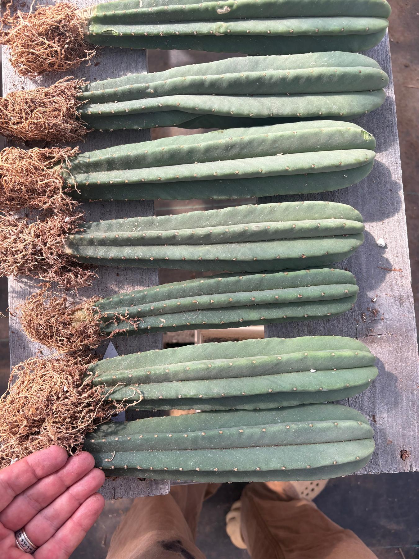 #EC237 EXACT Trichocereus Hybrid Dr. G Scop X FR991 Scop Cactus Seedling 8-10” approx-Cactus - Large - Exact-The Succulent Source