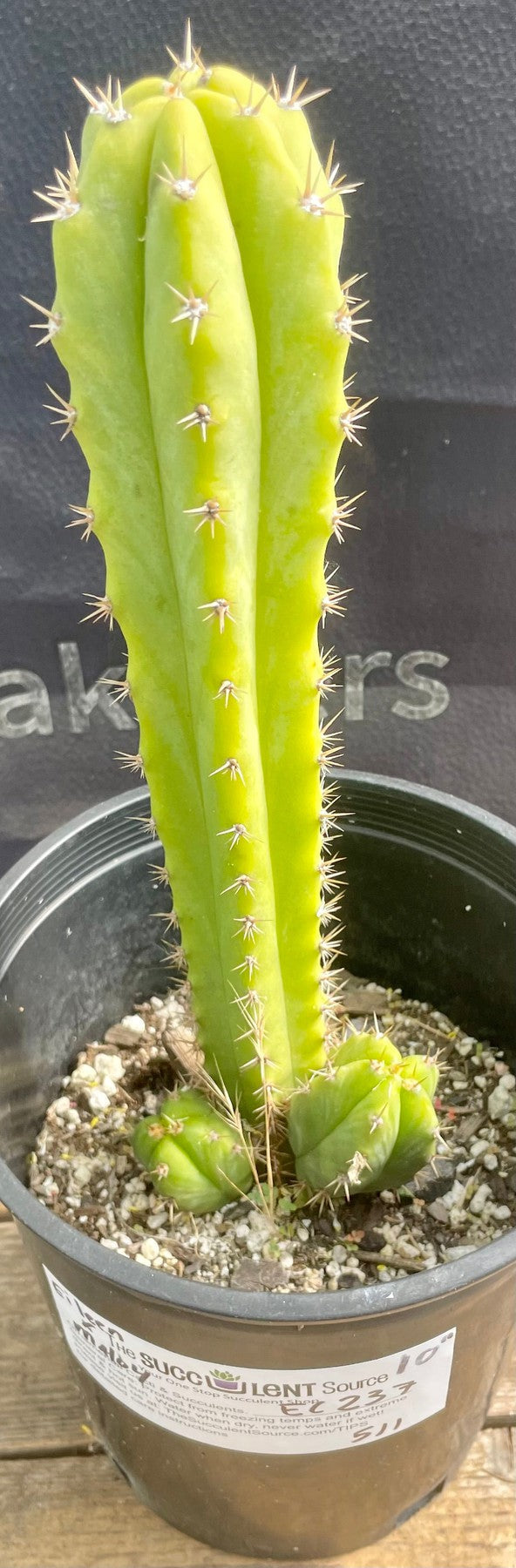 #EC237 EXACT Trichocereus Hybrid Eileen X MALO4 Ornamental Cactus 10"-Cactus - Large - Exact-The Succulent Source