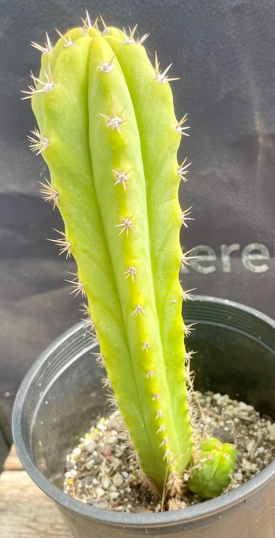#EC237 EXACT Trichocereus Hybrid Eileen X MALO4 Ornamental Cactus 10"-Cactus - Large - Exact-The Succulent Source