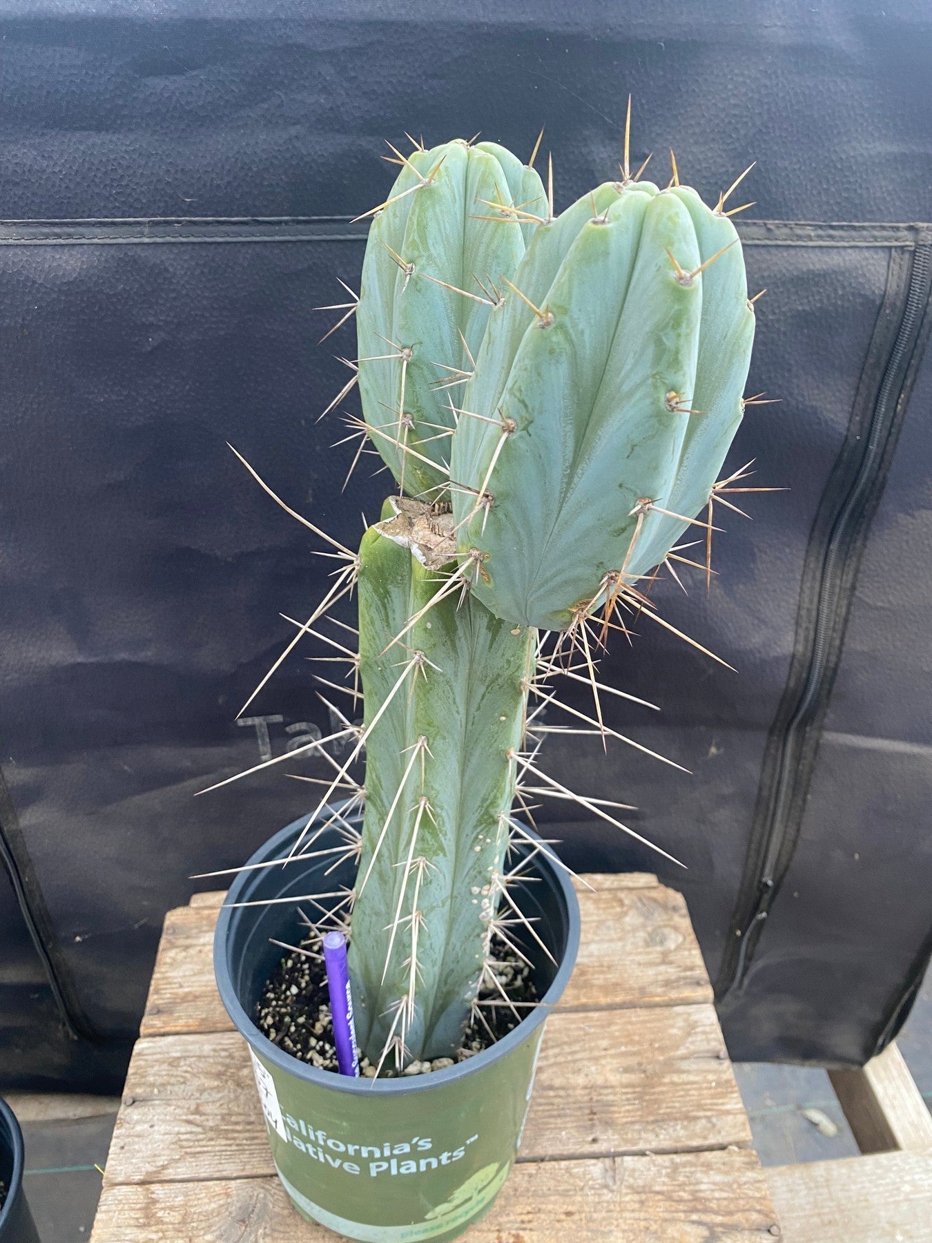 #EC237 EXACT Trichocereus Hybrid KGC X Yowie Ornamental Cactus 15"-Cactus - Large - Exact-The Succulent Source