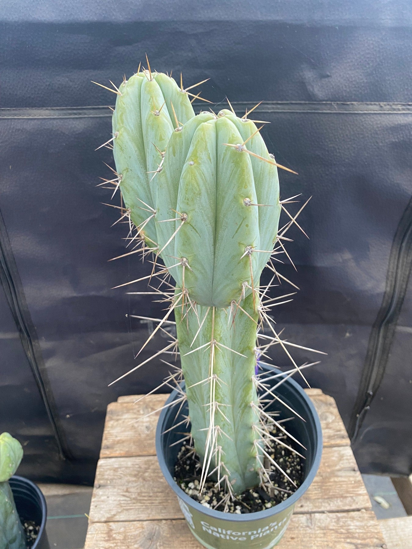 #EC237 EXACT Trichocereus Hybrid KGC X Yowie Ornamental Cactus 15"-Cactus - Large - Exact-The Succulent Source