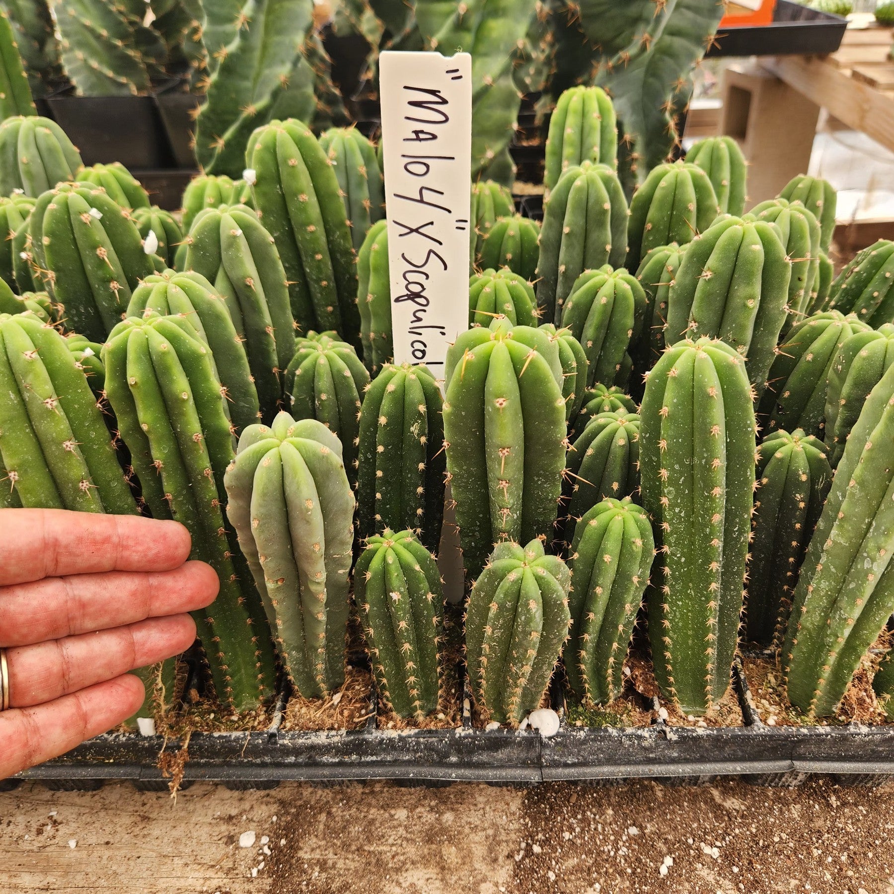 #EC237 EXACT Trichocereus Hybrid MALO4 X Scopulicola Cactus Seedling 4-5"-Cactus - Large - Exact-The Succulent Source