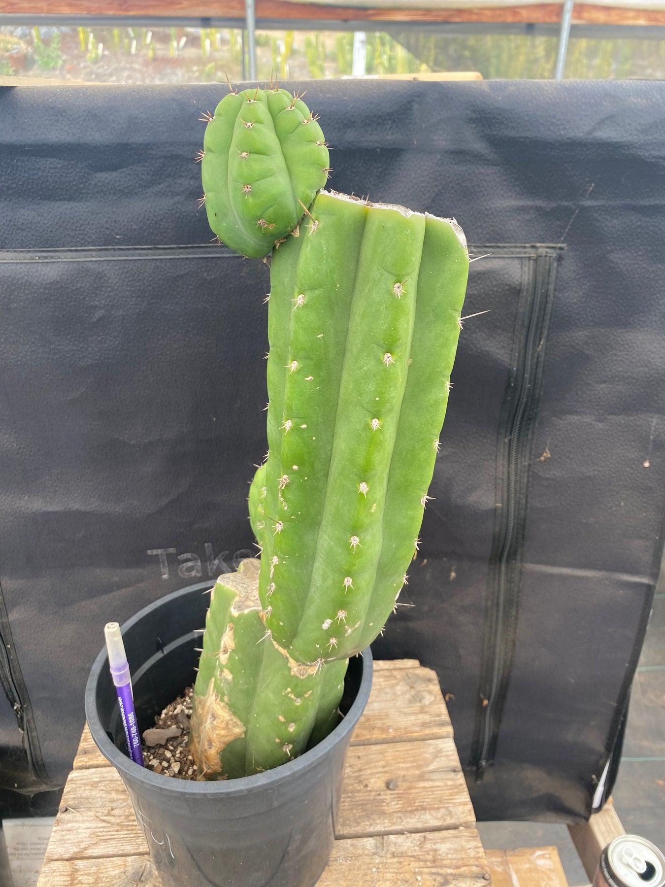 #EC238 EXACT Trichocereus Pachanoi "Awful" Ornamental Cactus Cutting 16.5"-Cactus - Large - Exact-The Succulent Source