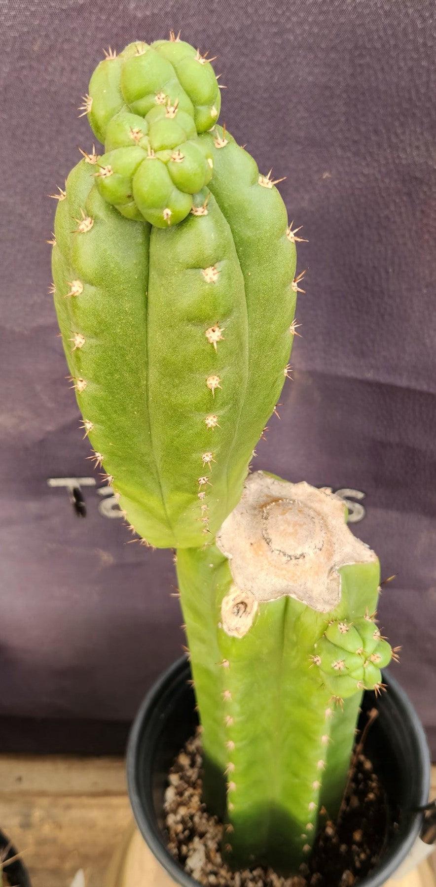 #EC238 EXACT Trichocereus Pachanoi "Awful" Ornamental Cactus Cutting 18"-Cactus - Large - Exact-The Succulent Source