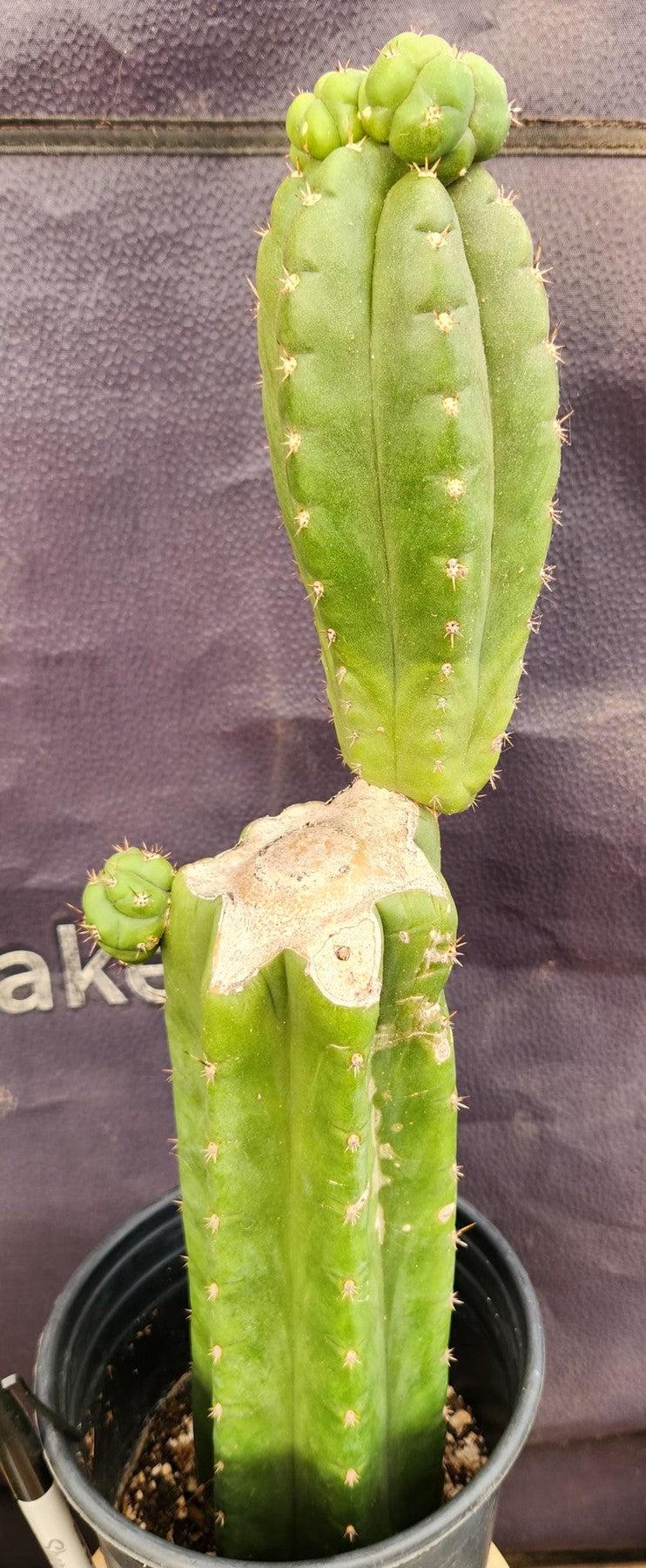 #EC238 EXACT Trichocereus Pachanoi "Awful" Ornamental Cactus Cutting 18"-Cactus - Large - Exact-The Succulent Source