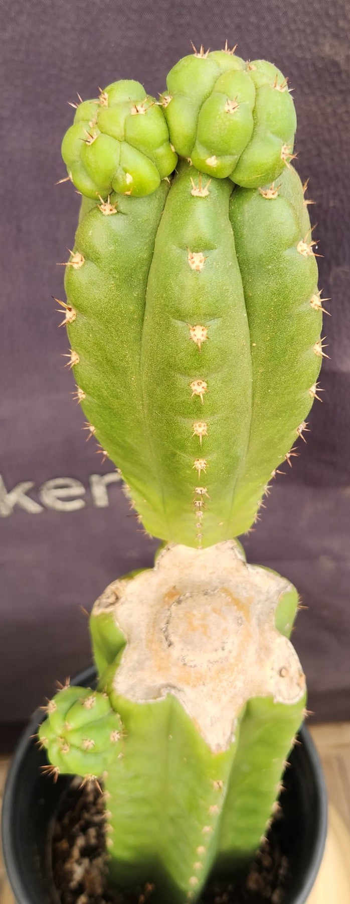 #EC238 EXACT Trichocereus Pachanoi "Awful" Ornamental Cactus Cutting 18"-Cactus - Large - Exact-The Succulent Source