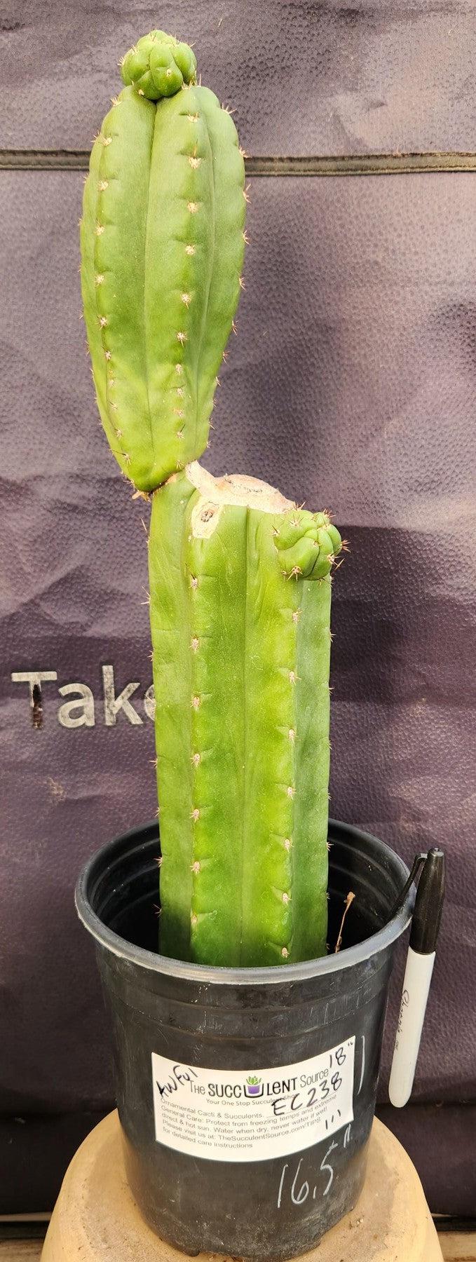 #EC238 EXACT Trichocereus Pachanoi "Awful" Ornamental Cactus Cutting 18"-Cactus - Large - Exact-The Succulent Source