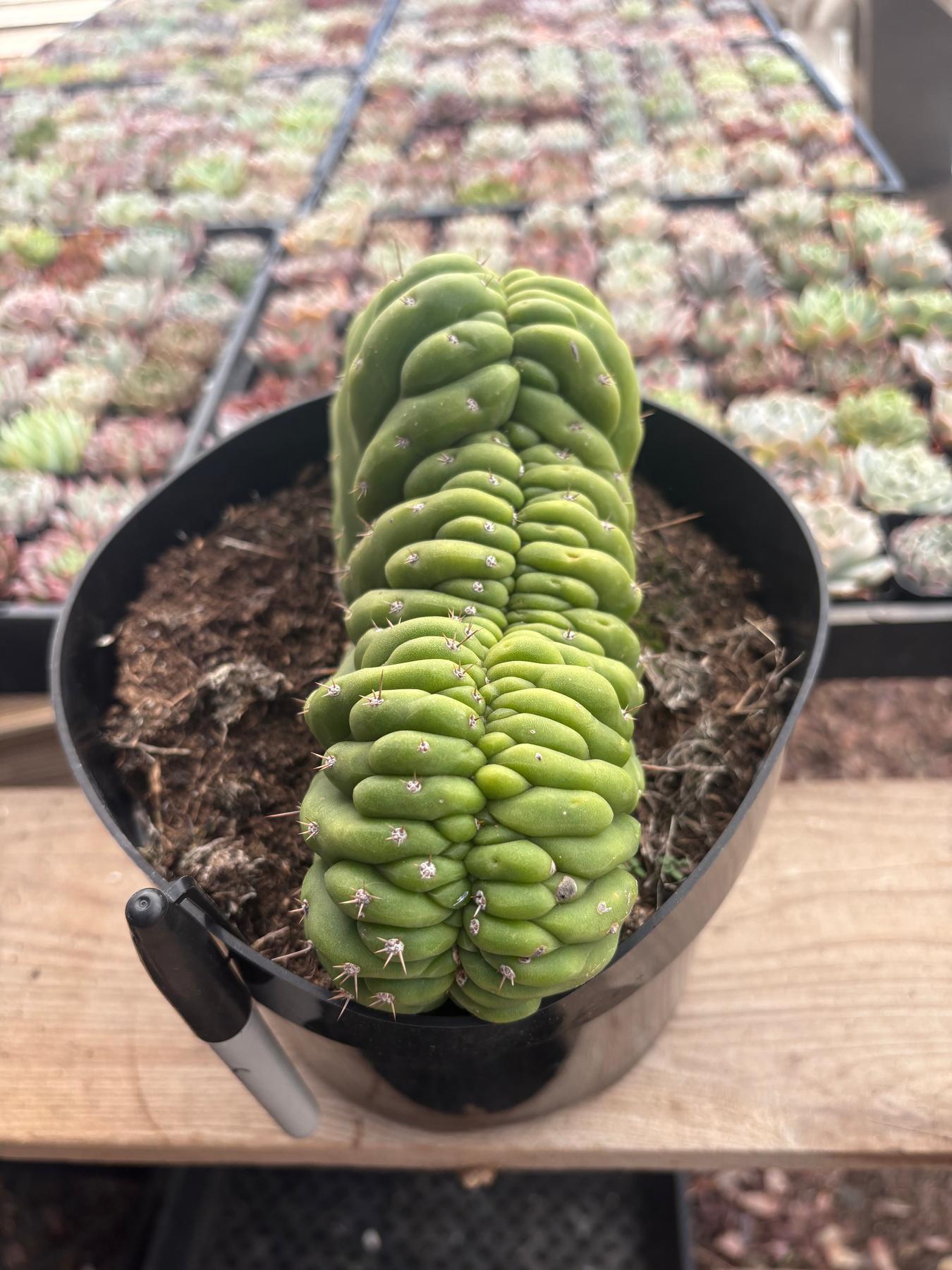 #EC239 EXACT Trichocereus Pachanoi Crest in 8” container-Cactus - Large - Exact-The Succulent Source