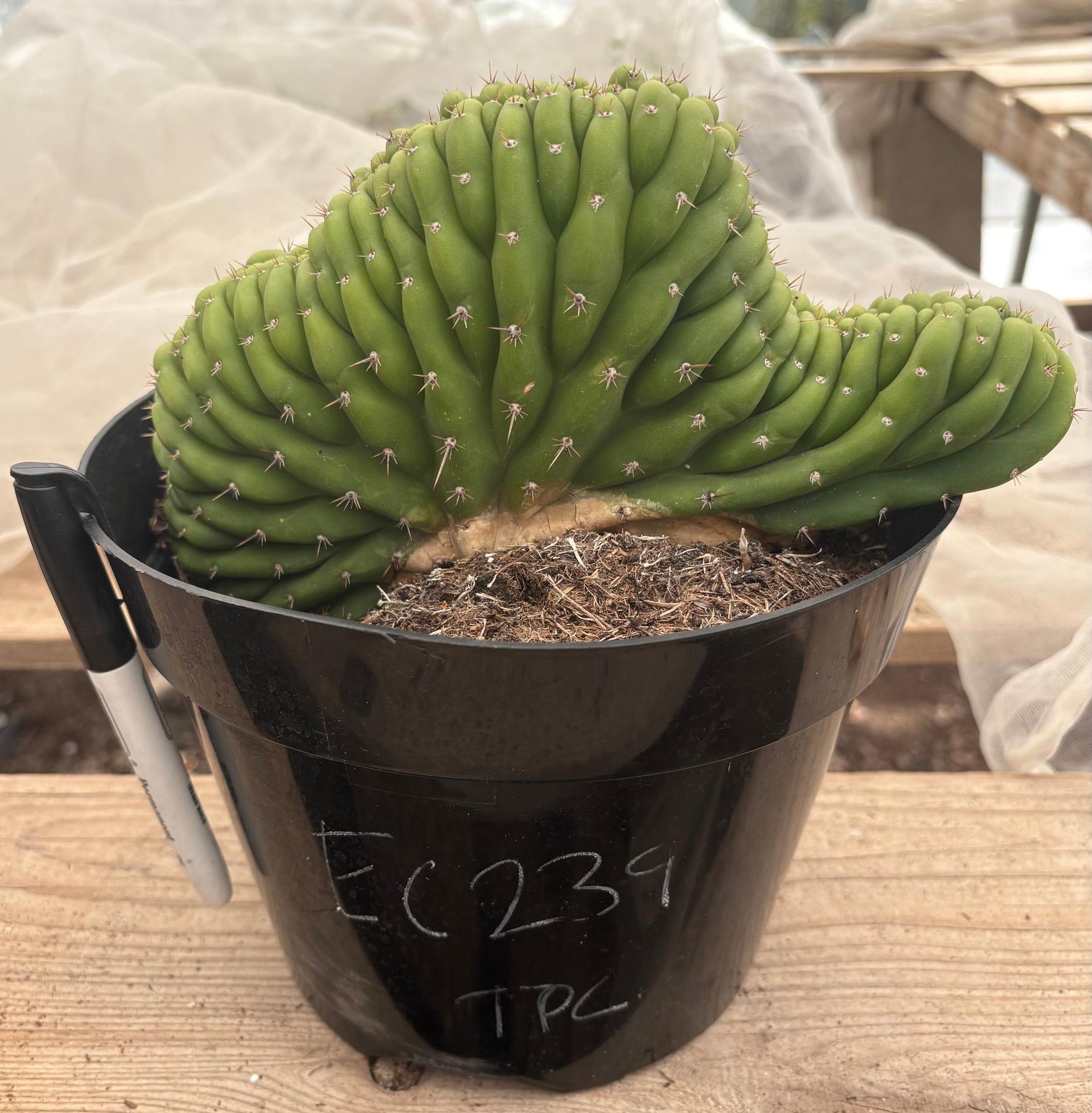 #EC239 EXACT Trichocereus Pachanoi Crest in 8” container-Cactus - Large - Exact-The Succulent Source