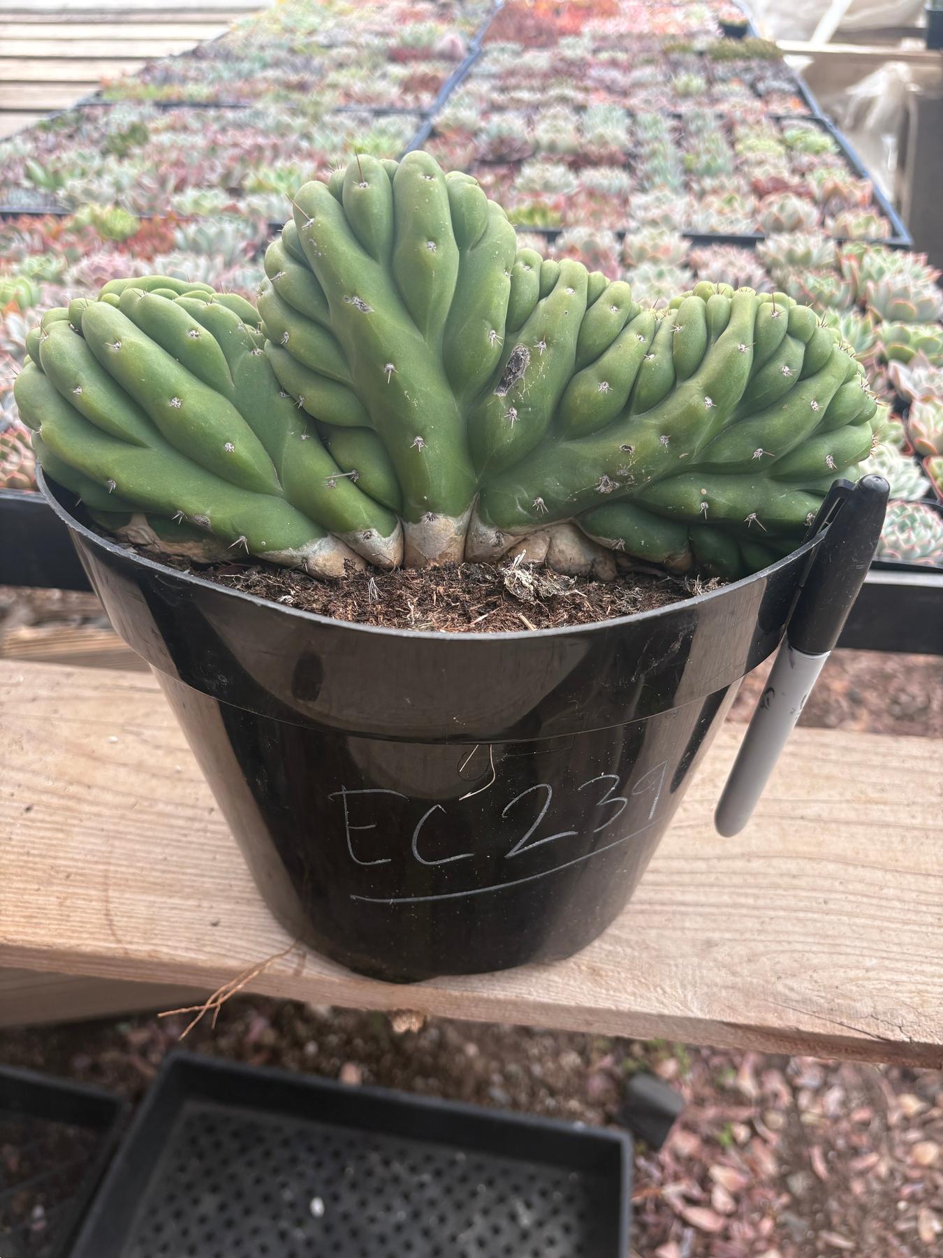 #EC239 EXACT Trichocereus Pachanoi Crest in 8” container-Cactus - Large - Exact-The Succulent Source