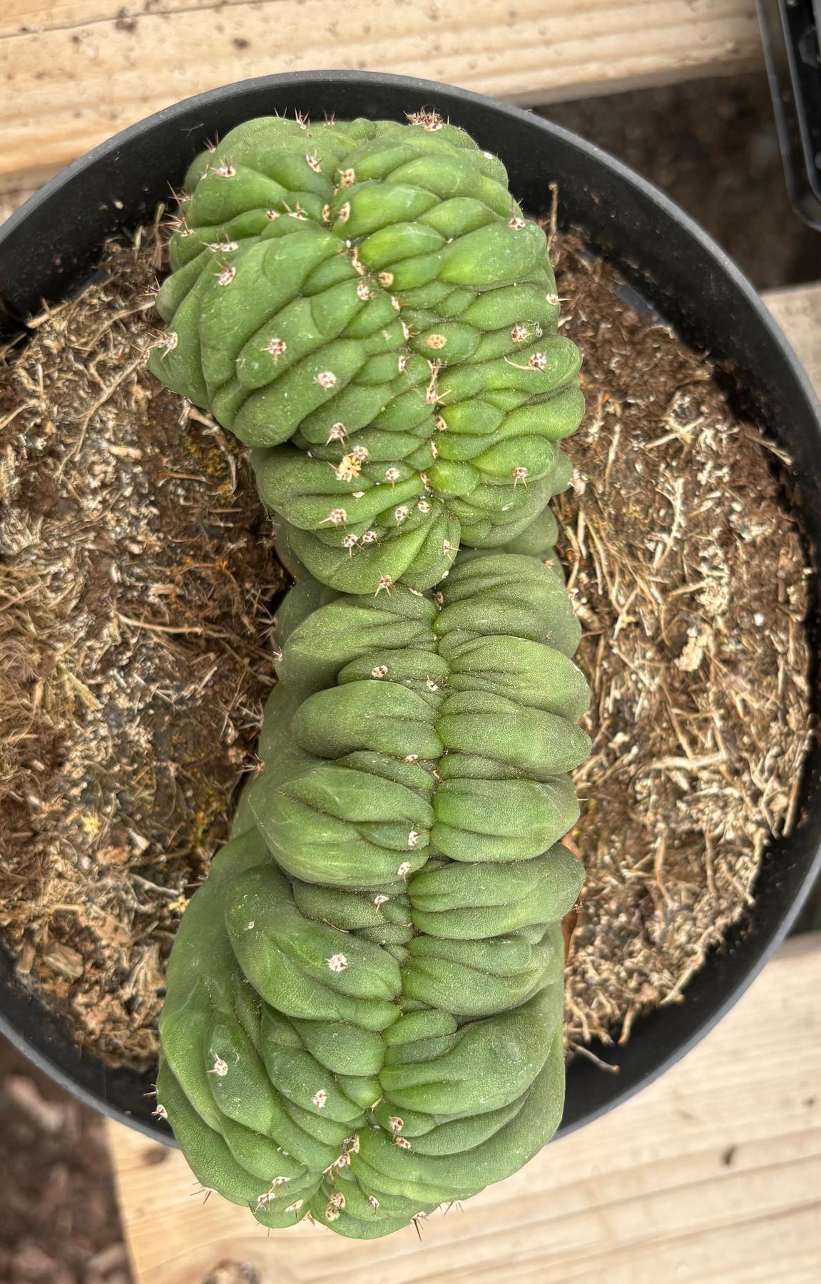 #EC239 EXACT Trichocereus Pachanoi Crested Cactus in 8” Container-Cactus - Large - Exact-The Succulent Source