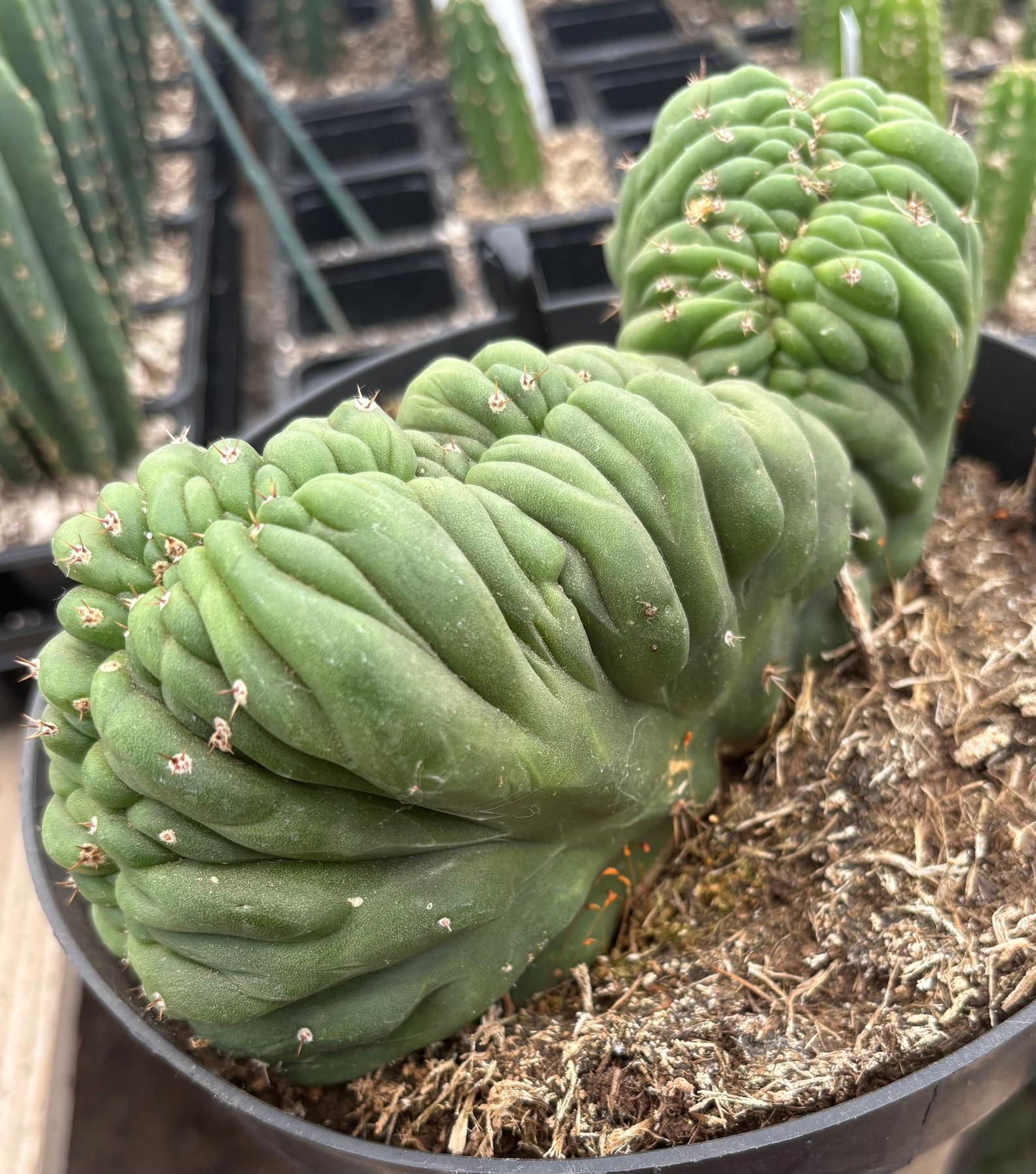 #EC239 EXACT Trichocereus Pachanoi Crested Cactus in 8” Container-Cactus - Large - Exact-The Succulent Source