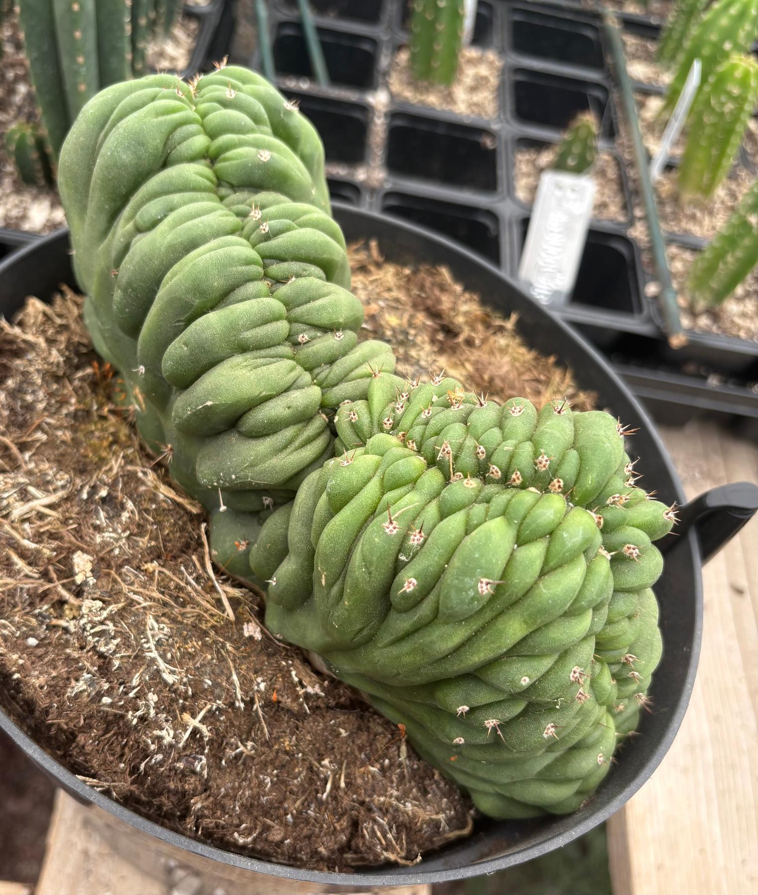 #EC239 EXACT Trichocereus Pachanoi Crested Cactus in 8” Container-Cactus - Large - Exact-The Succulent Source