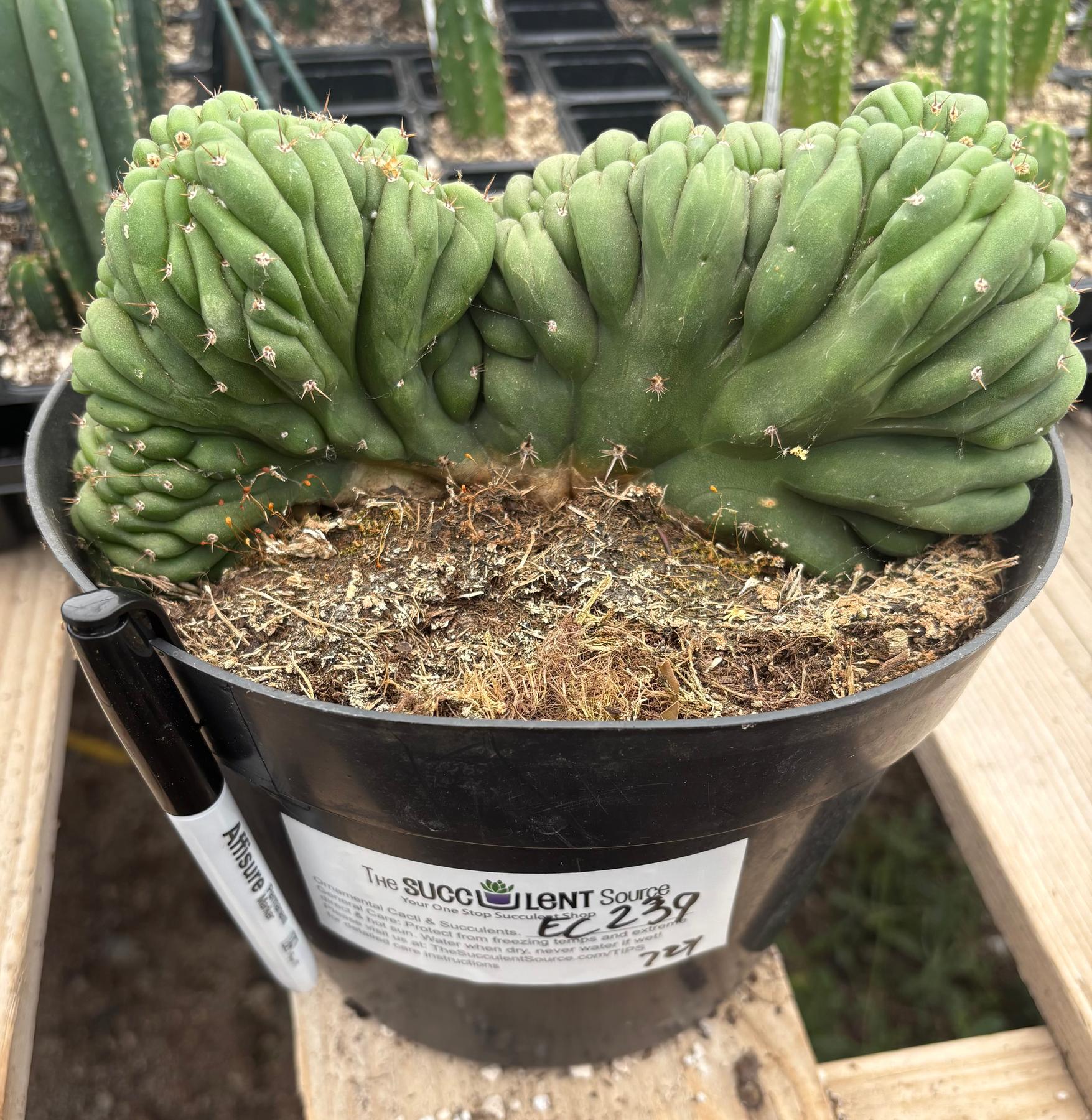 #EC239 EXACT Trichocereus Pachanoi Crested Cactus in 8” Container-Cactus - Large - Exact-The Succulent Source