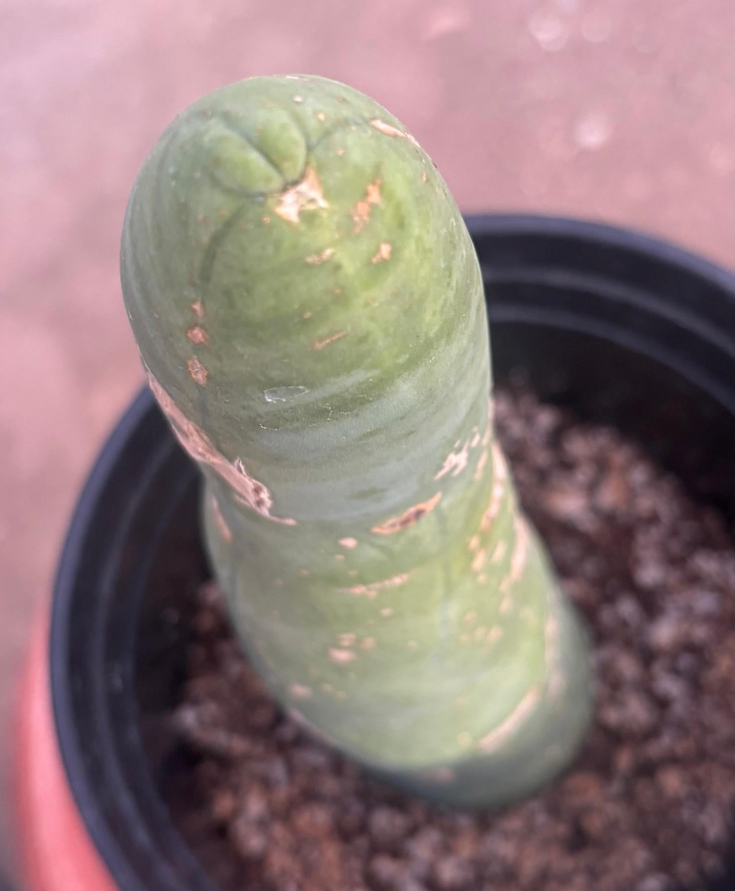 #EC24 EXACT Trichocereus Bridgesii TBM Penis monstrose Long Form Cactus 10”-Cactus - Large - Exact-The Succulent Source