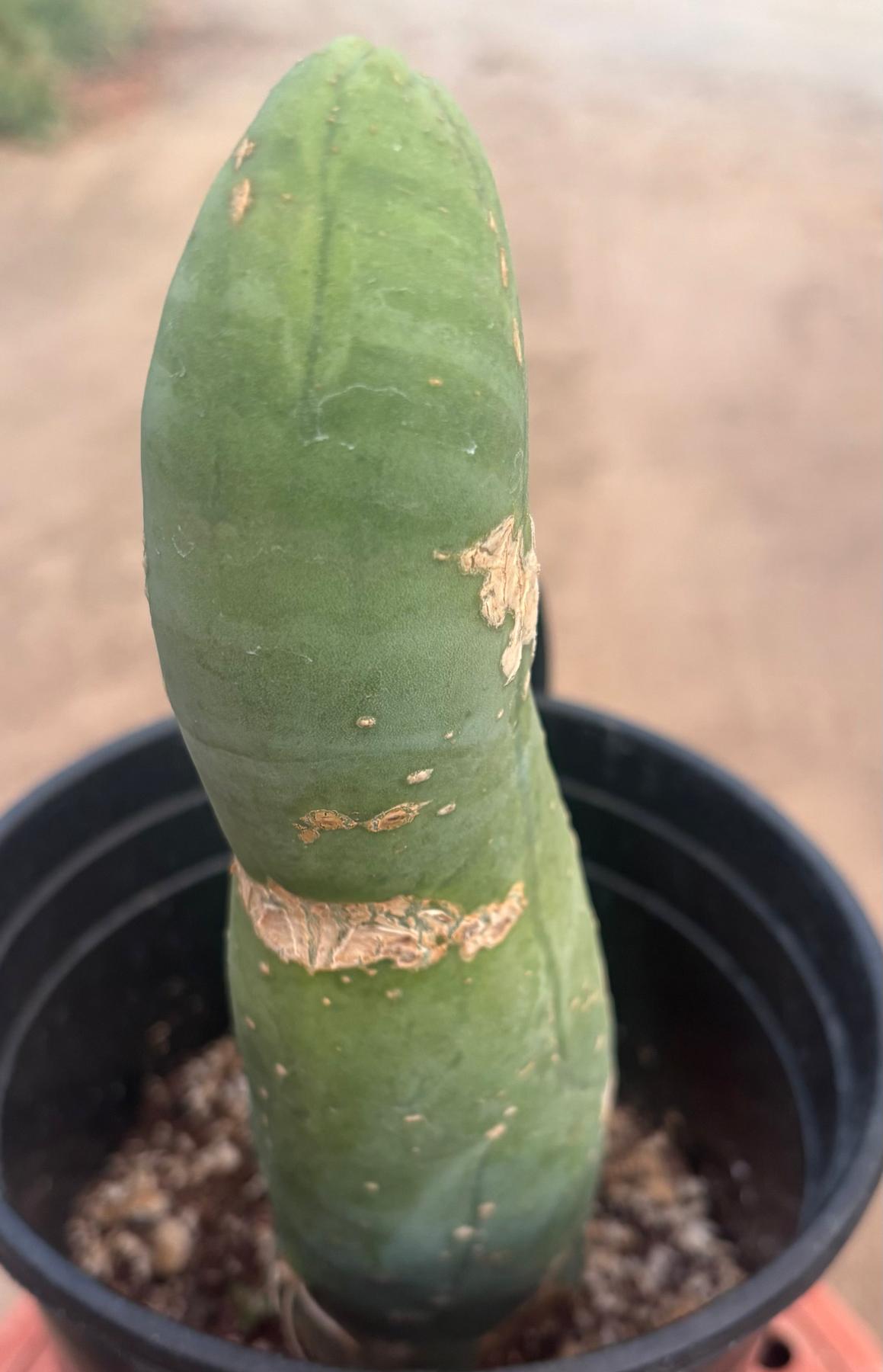 #EC24 EXACT Trichocereus Bridgesii TBM Penis monstrose Long Form Cactus 10”-Cactus - Large - Exact-The Succulent Source