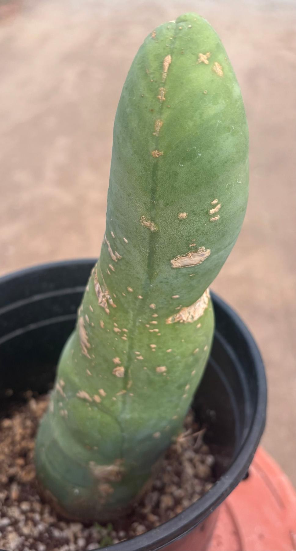#EC24 EXACT Trichocereus Bridgesii TBM Penis monstrose Long Form Cactus 10”-Cactus - Large - Exact-The Succulent Source