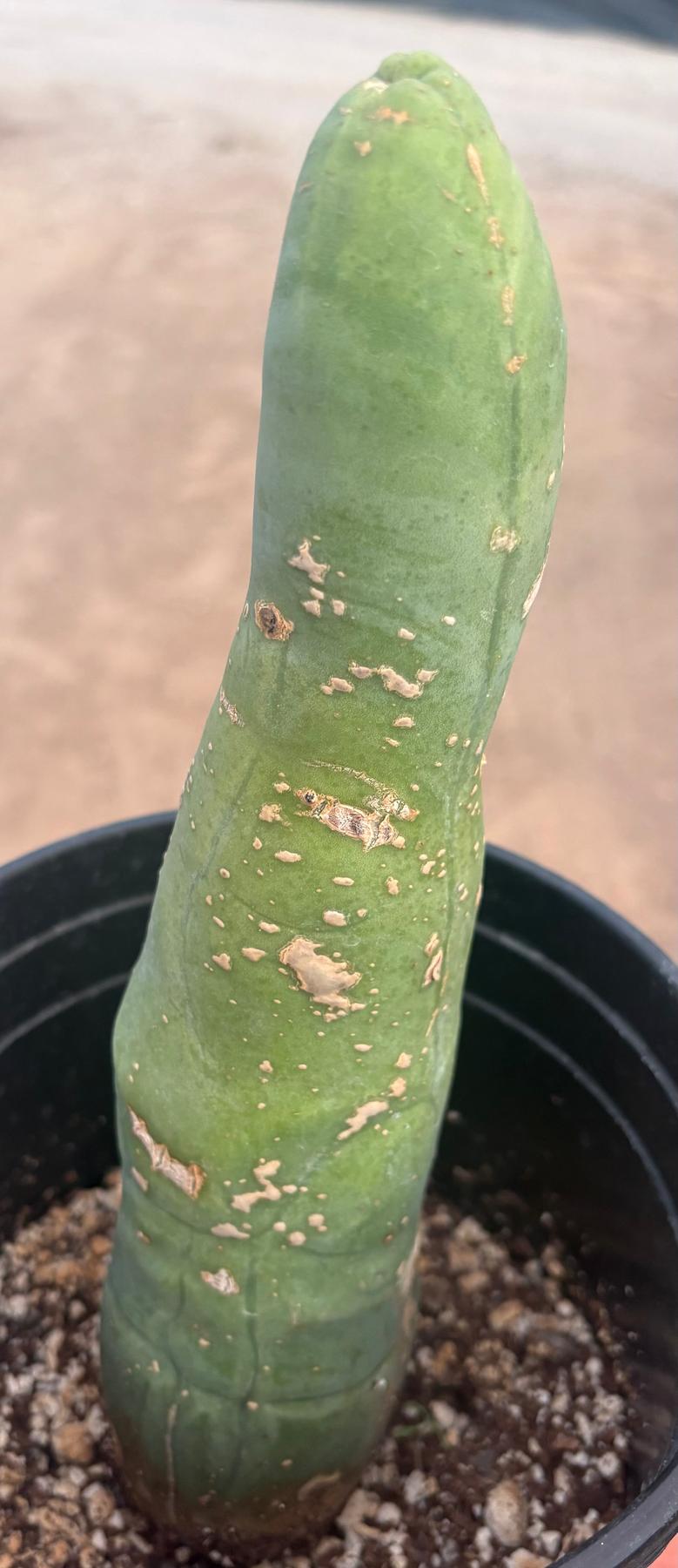 #EC24 EXACT Trichocereus Bridgesii TBM Penis monstrose Long Form Cactus 10”-Cactus - Large - Exact-The Succulent Source