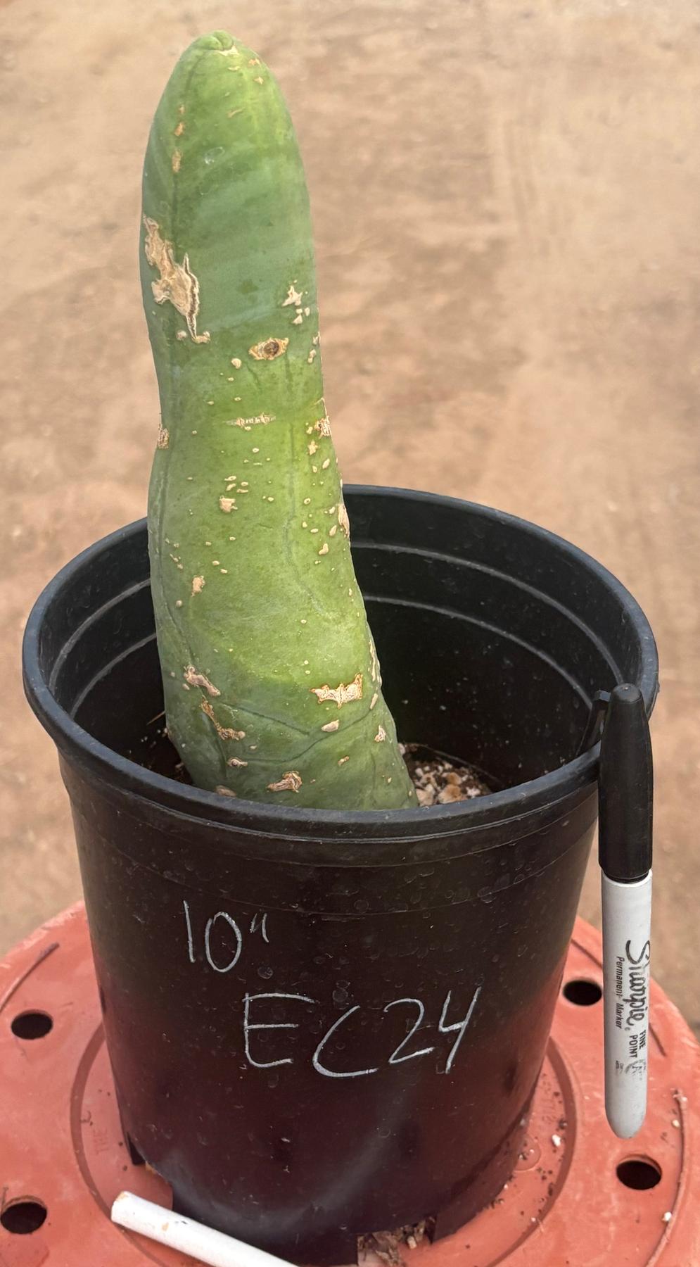 #EC24 EXACT Trichocereus Bridgesii TBM Penis monstrose Long Form Cactus 10”-Cactus - Large - Exact-The Succulent Source