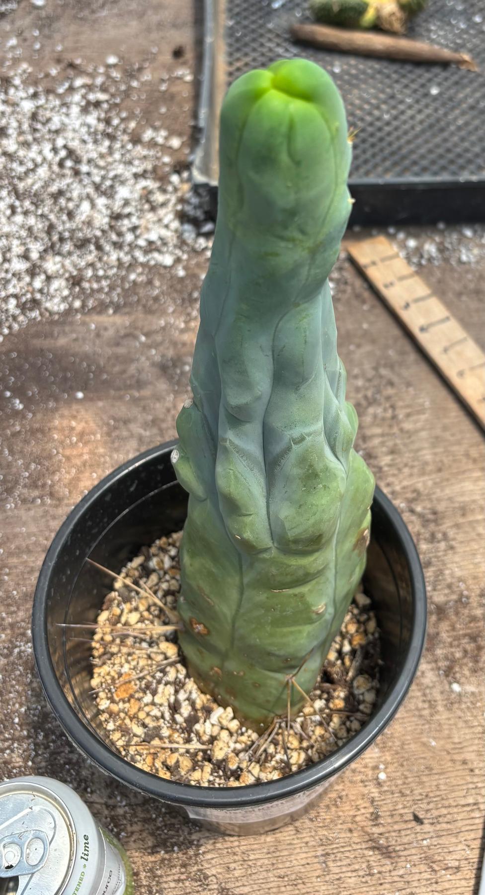 #EC24 EXACT Trichocereus Bridgesii TBM Penis monstrose Long Form Cactus 12”-Cactus - Large - Exact-The Succulent Source