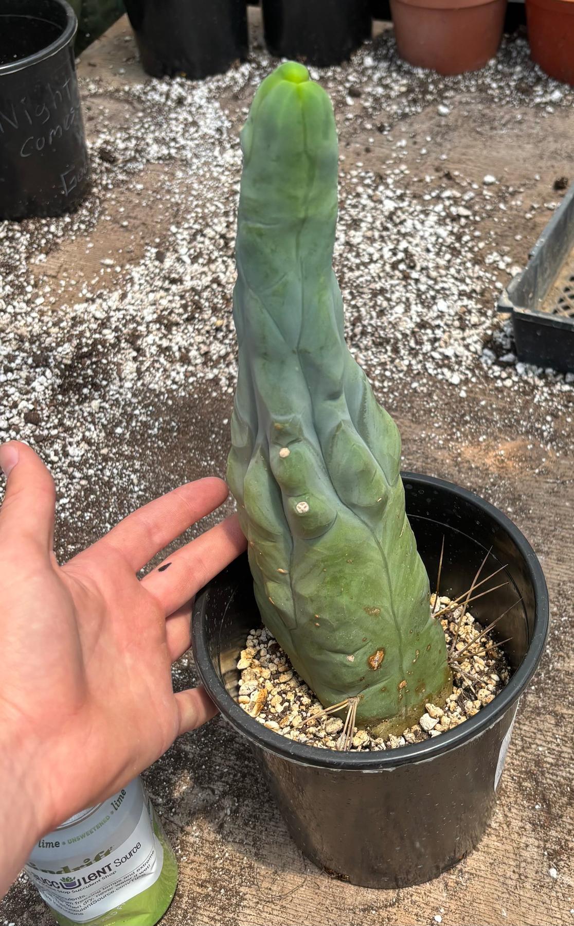 #EC24 EXACT Trichocereus Bridgesii TBM Penis monstrose Long Form Cactus 12”-Cactus - Large - Exact-The Succulent Source