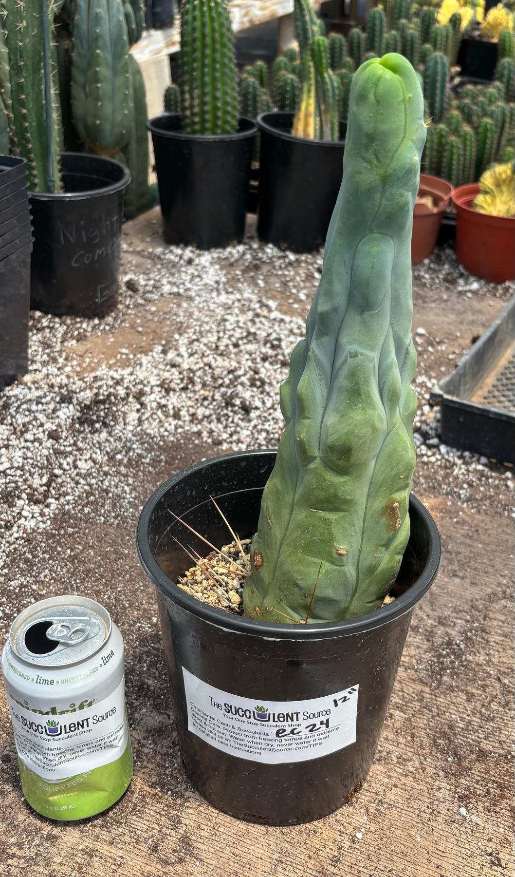 #EC24 EXACT Trichocereus Bridgesii TBM Penis monstrose Long Form Cactus 12”-Cactus - Large - Exact-The Succulent Source