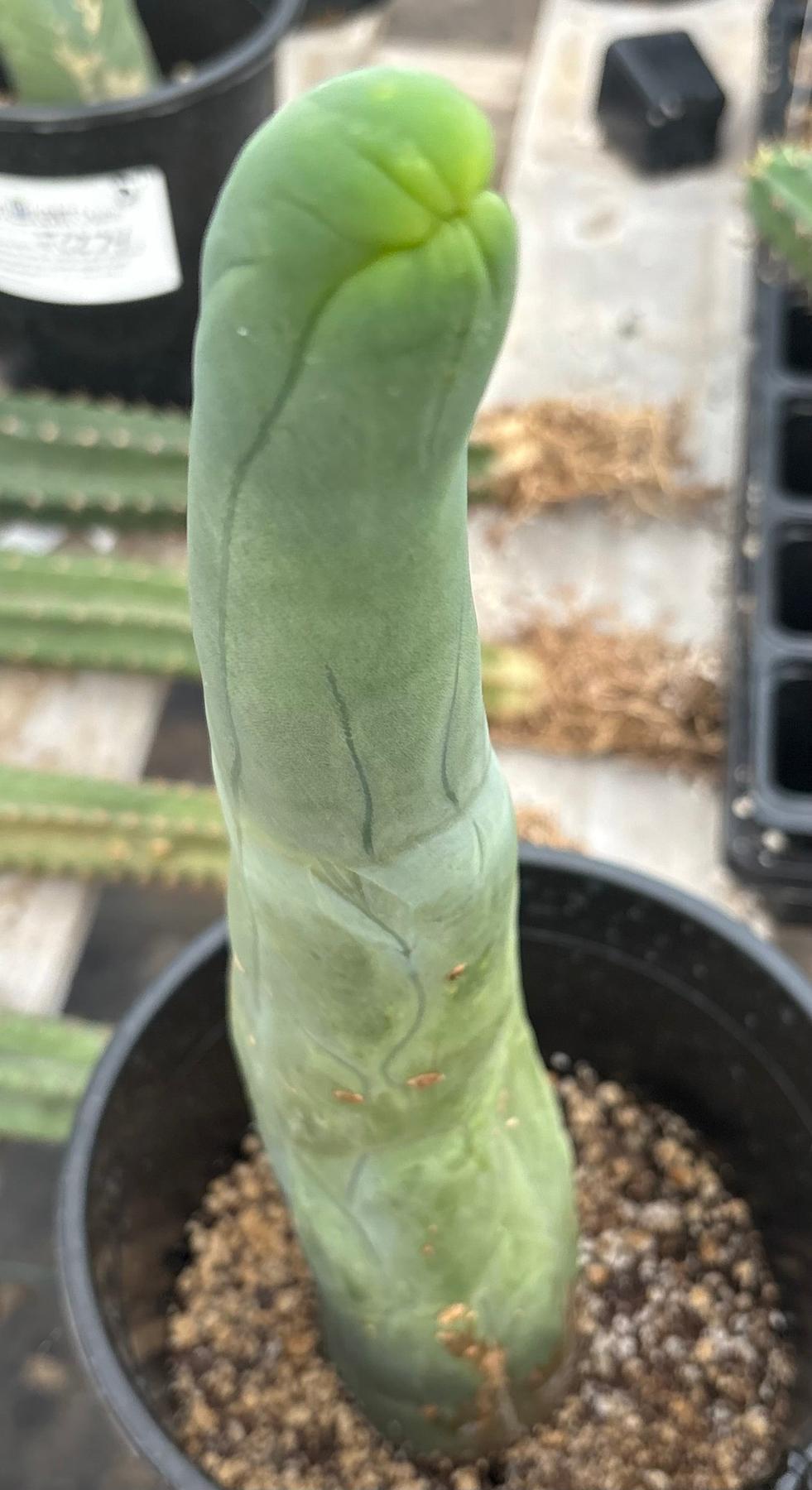 #EC24 EXACT Trichocereus Bridgesii TBM Penis monstrose Long Form Cactus 13”-Cactus - Large - Exact-The Succulent Source
