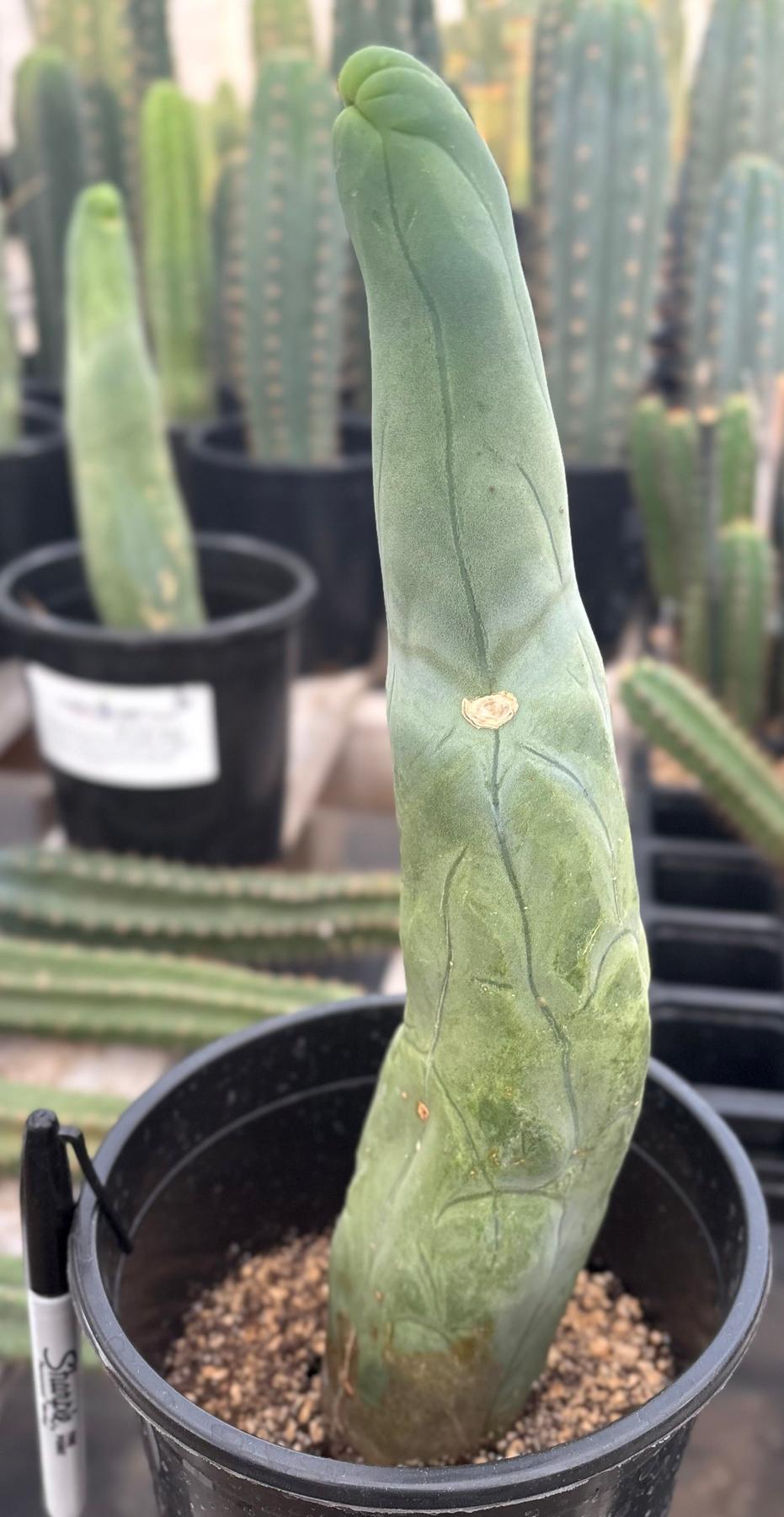#EC24 EXACT Trichocereus Bridgesii TBM Penis monstrose Long Form Cactus 13”-Cactus - Large - Exact-The Succulent Source