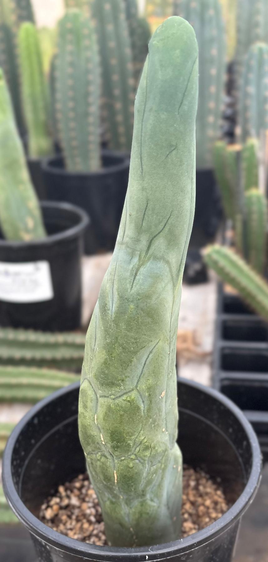 #EC24 EXACT Trichocereus Bridgesii TBM Penis monstrose Long Form Cactus 13”-Cactus - Large - Exact-The Succulent Source