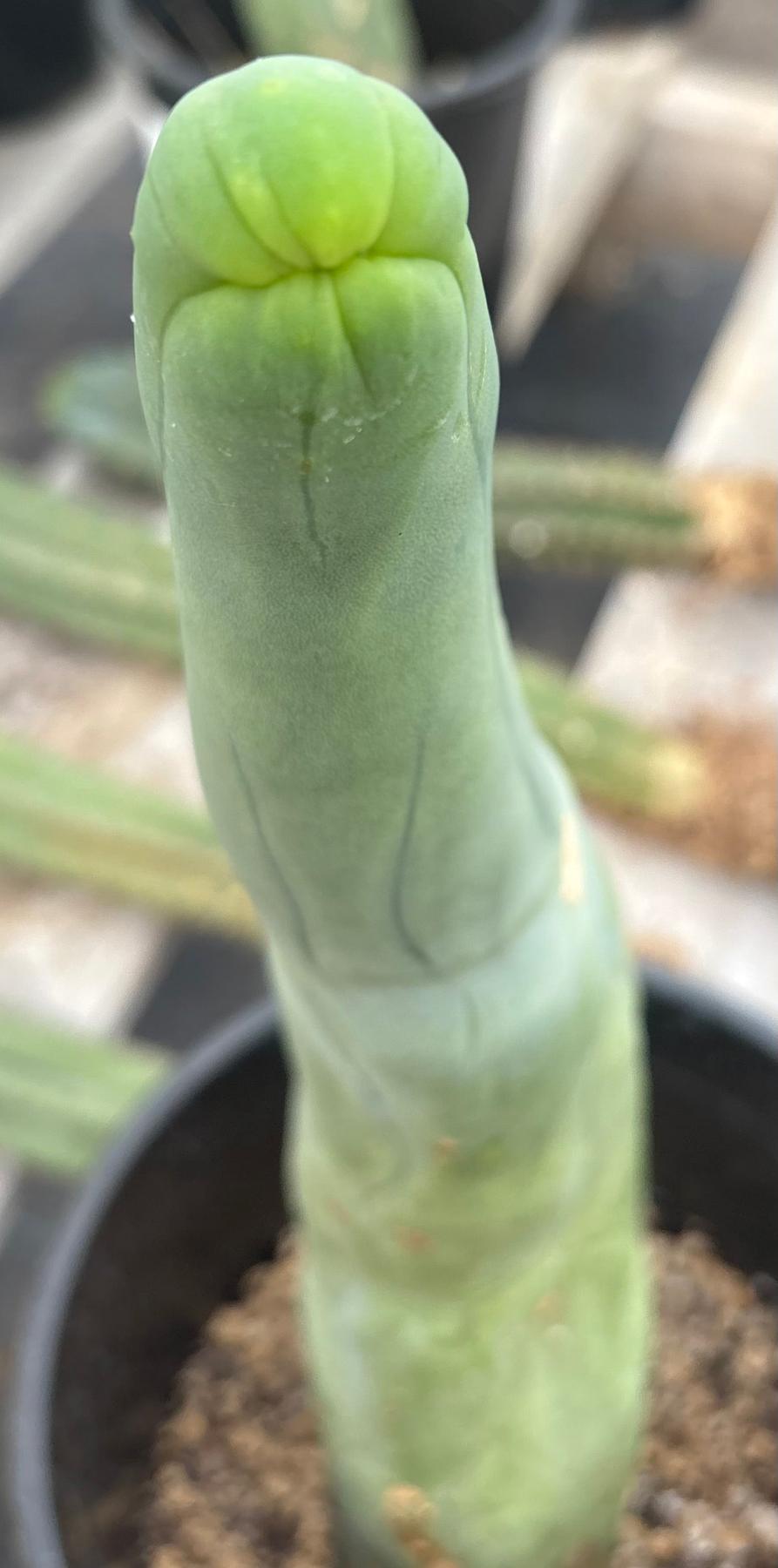 #EC24 EXACT Trichocereus Bridgesii TBM Penis monstrose Long Form Cactus 13”-Cactus - Large - Exact-The Succulent Source