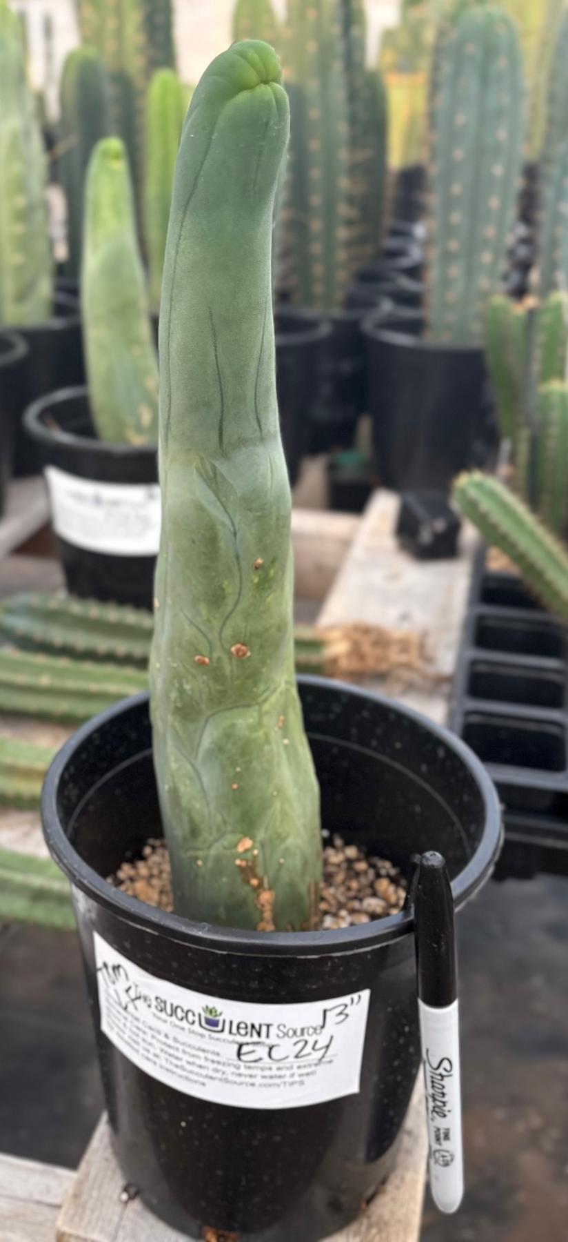 #EC24 EXACT Trichocereus Bridgesii TBM Penis monstrose Long Form Cactus 13”-Cactus - Large - Exact-The Succulent Source