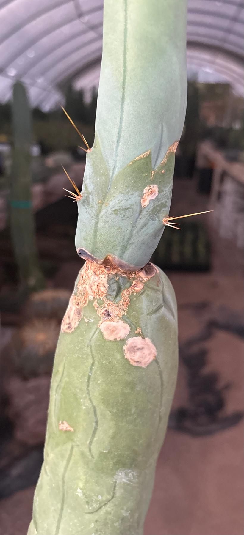 #EC24 EXACT Trichocereus Bridgesii TBM Penis monstrose Long Form Cactus 17”-Cactus - Large - Exact-The Succulent Source