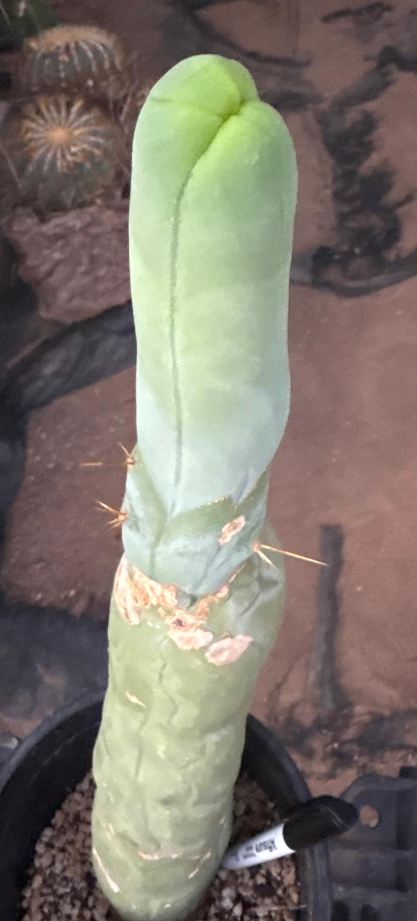 #EC24 EXACT Trichocereus Bridgesii TBM Penis monstrose Long Form Cactus 17”-Cactus - Large - Exact-The Succulent Source