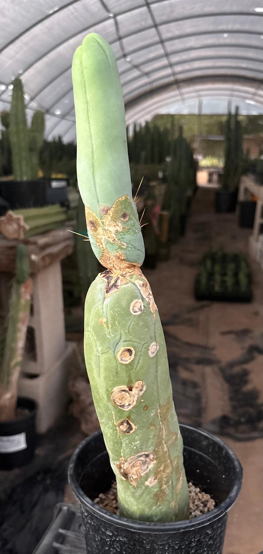 #EC24 EXACT Trichocereus Bridgesii TBM Penis monstrose Long Form Cactus 17”-Cactus - Large - Exact-The Succulent Source