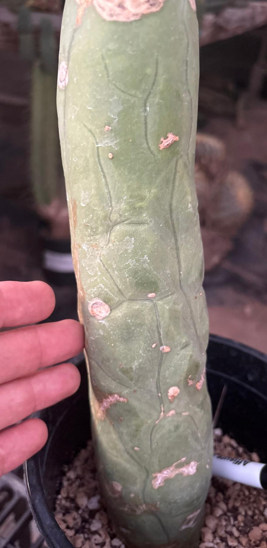 #EC24 EXACT Trichocereus Bridgesii TBM Penis monstrose Long Form Cactus 17”-Cactus - Large - Exact-The Succulent Source