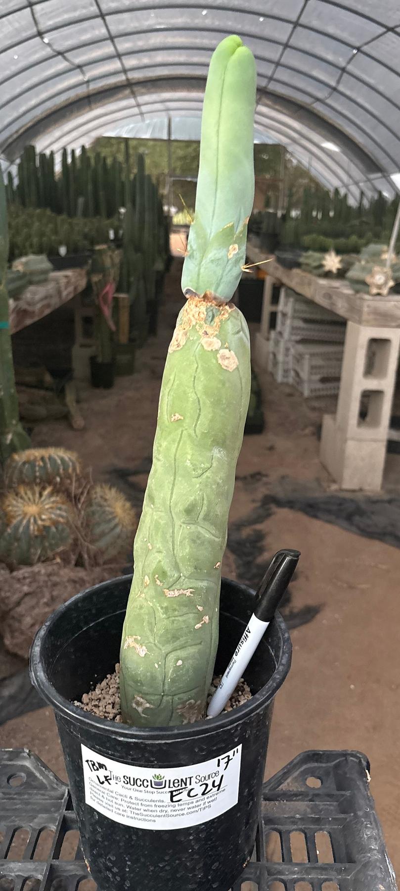 #EC24 EXACT Trichocereus Bridgesii TBM Penis monstrose Long Form Cactus 17”-Cactus - Large - Exact-The Succulent Source