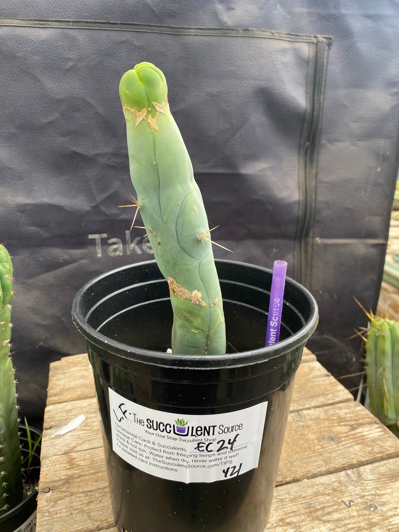 #EC24 EXACT Trichocereus Bridgesii TBM Penis monstrose Long Form Cactus 421-Cactus - Large - Exact-The Succulent Source