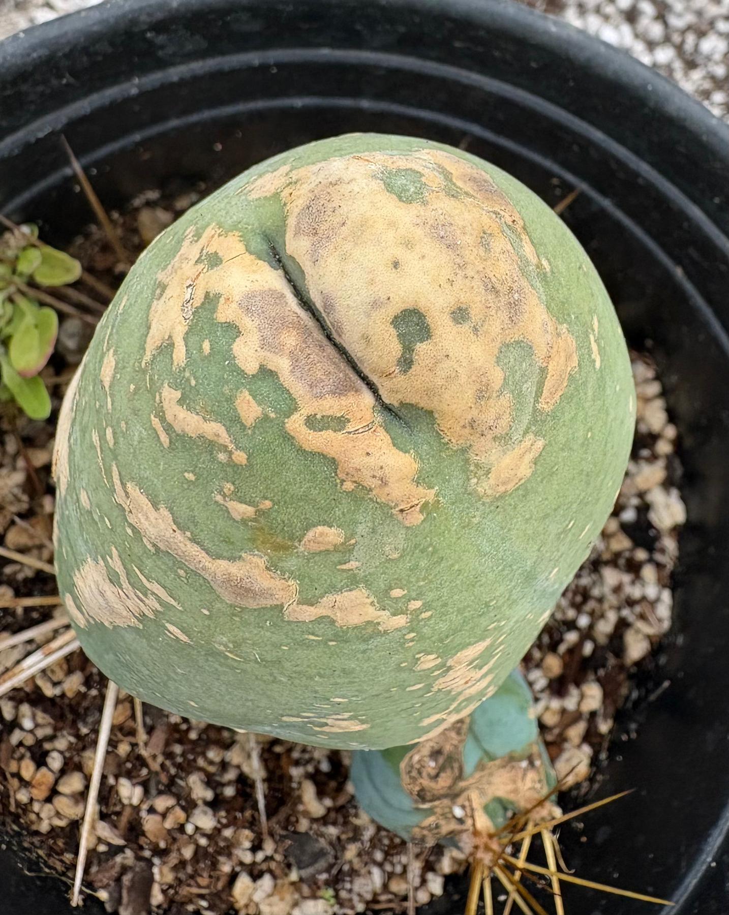 #EC24 EXACT Trichocereus Bridgesii TBM Penis monstrose Long Form Cactus 5.5”-Cactus - Large - Exact-The Succulent Source