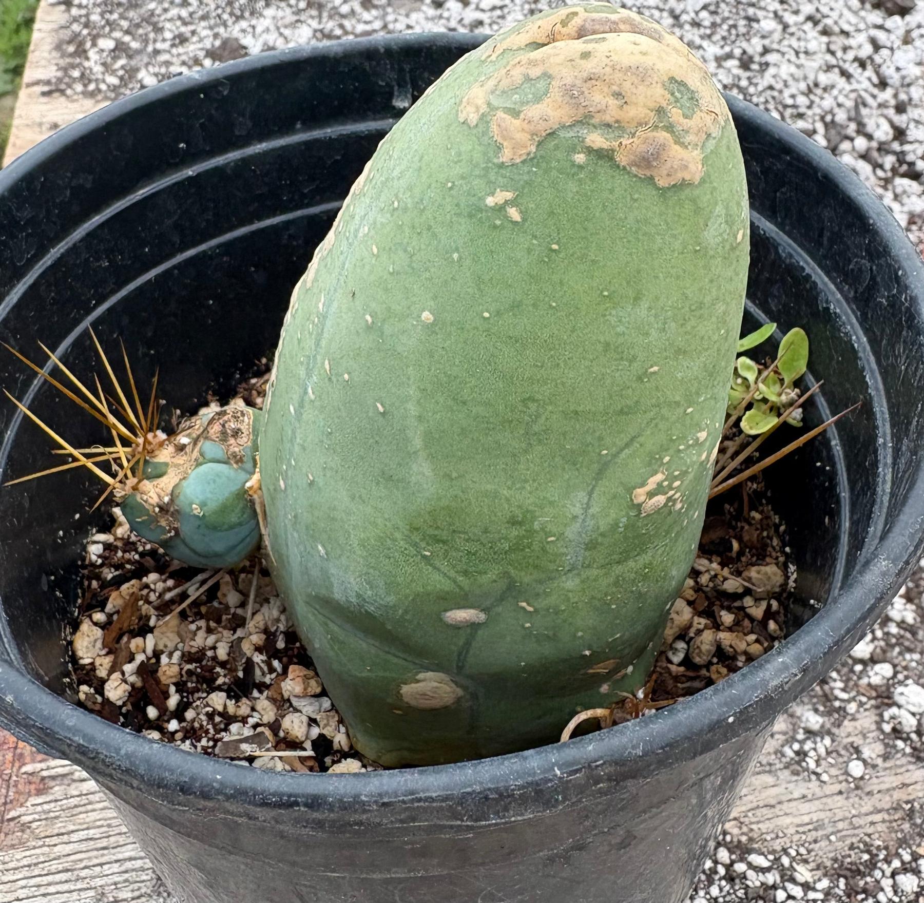 #EC24 EXACT Trichocereus Bridgesii TBM Penis monstrose Long Form Cactus 5.5”-Cactus - Large - Exact-The Succulent Source
