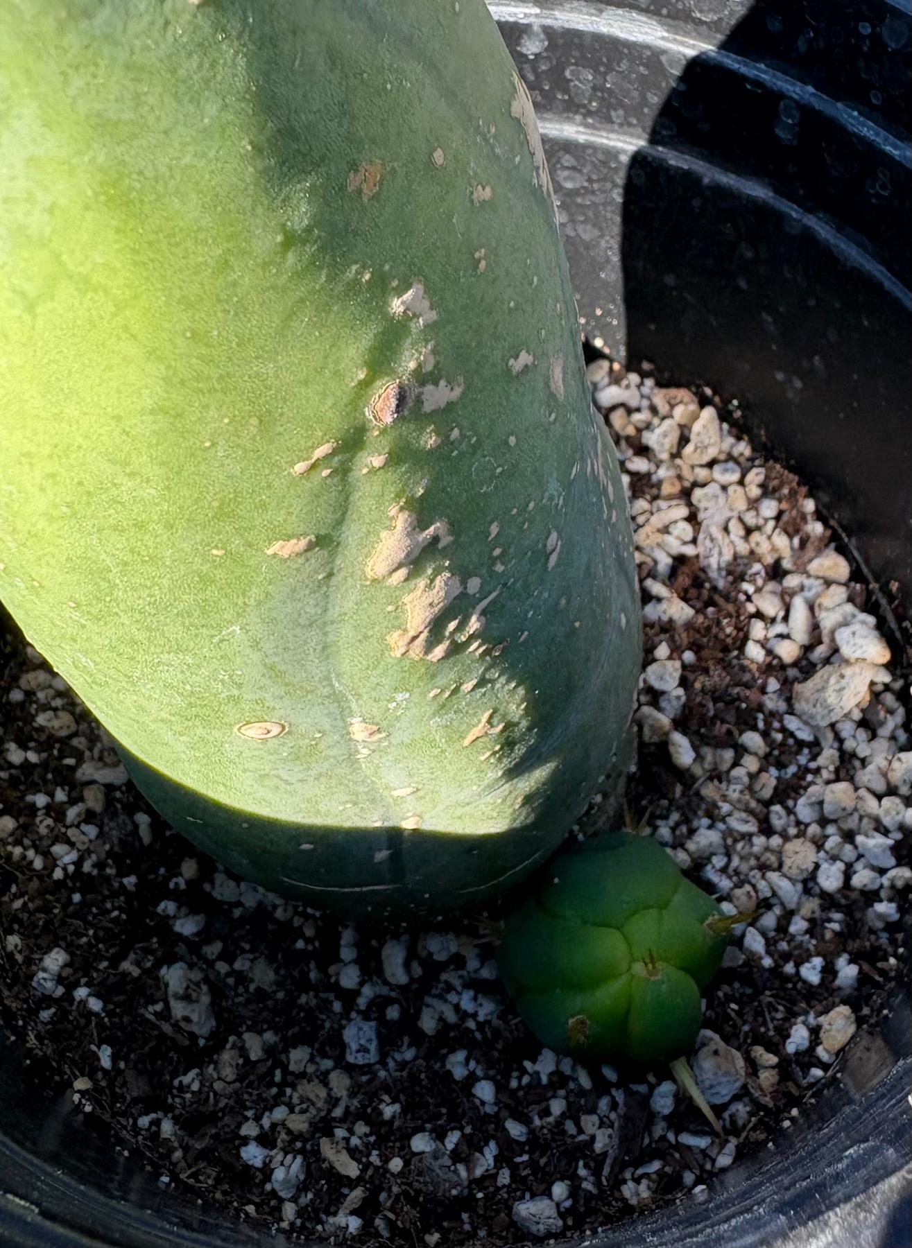 #EC24 EXACT Trichocereus Bridgesii TBM Penis monstrose Long Form Cactus 6.5”-Cactus - Large - Exact-The Succulent Source