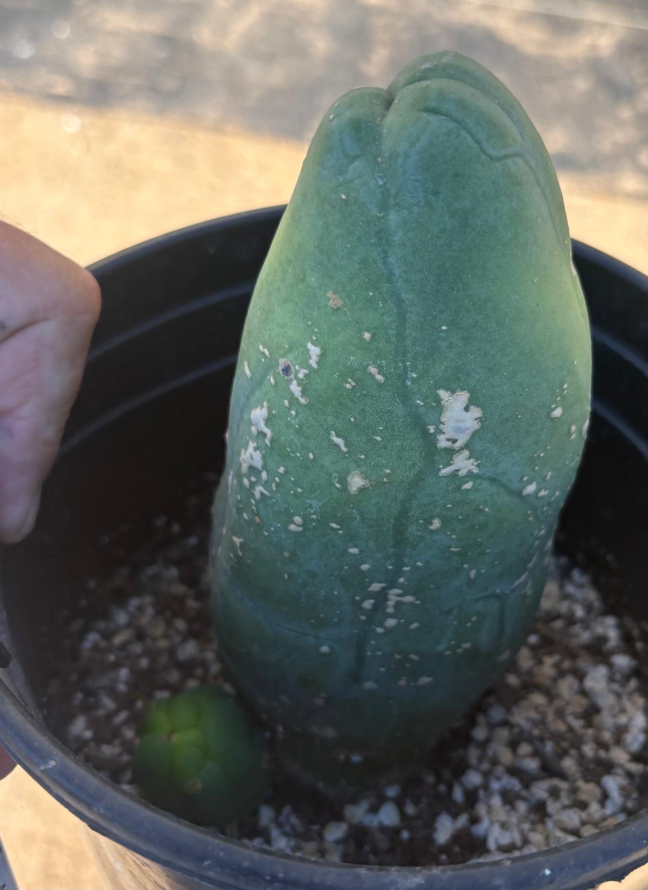 #EC24 EXACT Trichocereus Bridgesii TBM Penis monstrose Long Form Cactus 6.5”-Cactus - Large - Exact-The Succulent Source