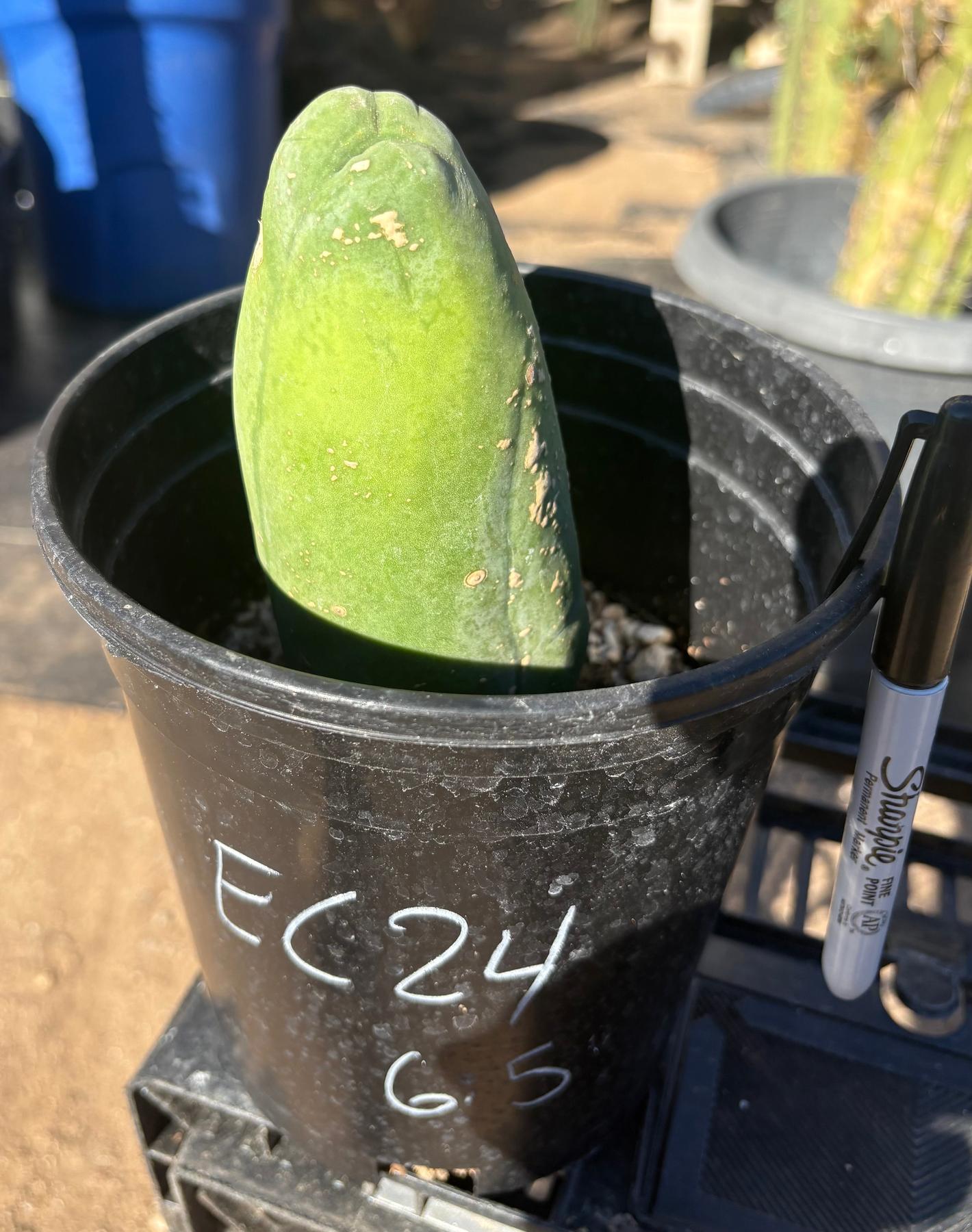 #EC24 EXACT Trichocereus Bridgesii TBM Penis monstrose Long Form Cactus 6.5”-Cactus - Large - Exact-The Succulent Source