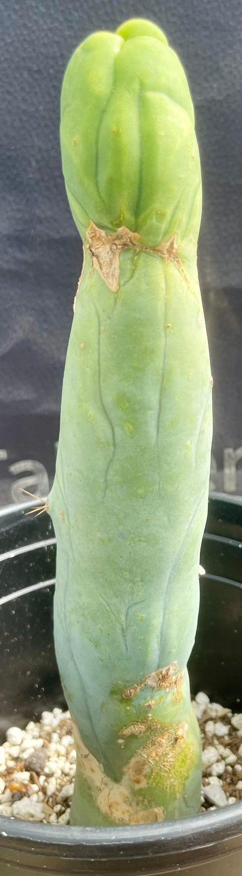 #EC24 EXACT Trichocereus Bridgesii TBM Penis monstrose Long Form Cactus 9.5"-Cactus - Large - Exact-The Succulent Source